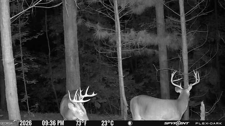 15.62 Acres Carlisle Gap Road Woodland GA 31836