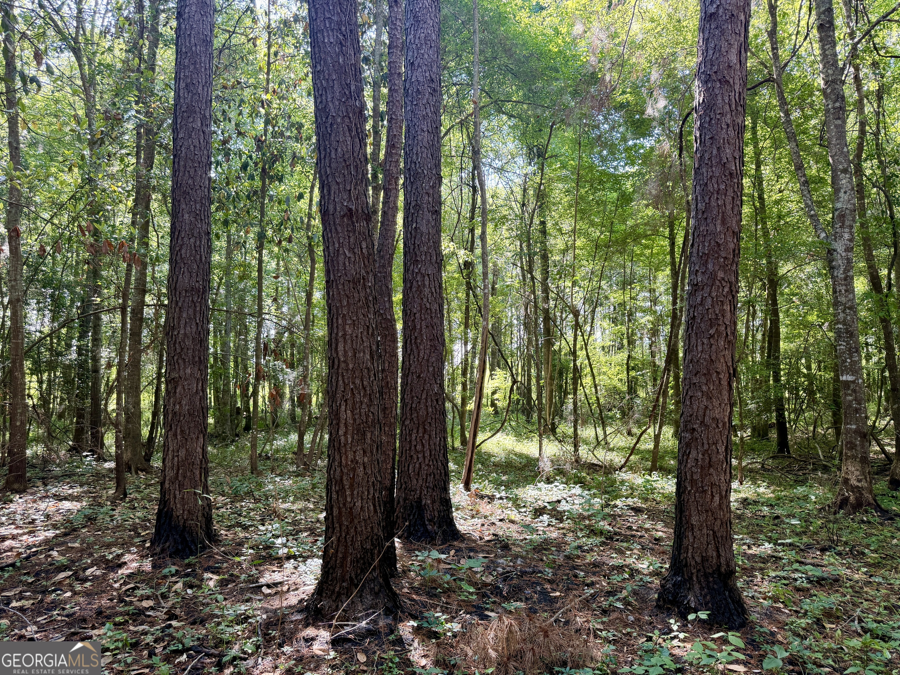 0 Folds Road Pineview GA 31071