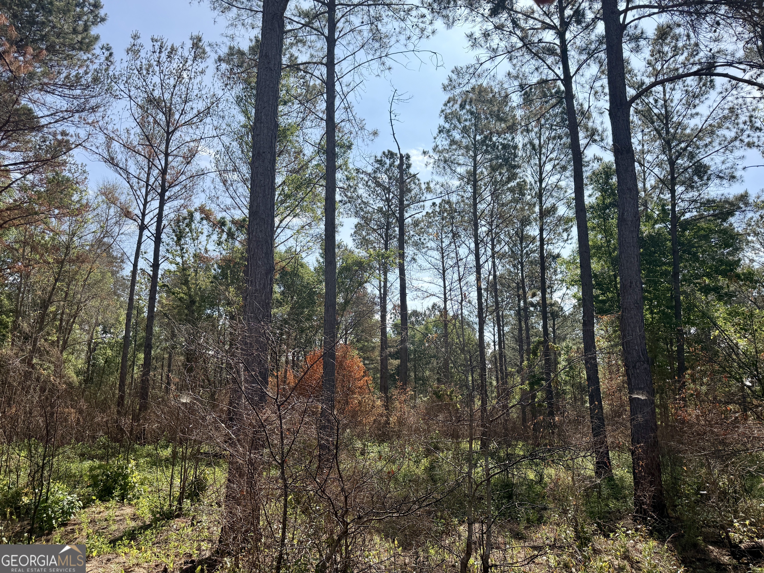 0 Folds Road Pineview GA 31071