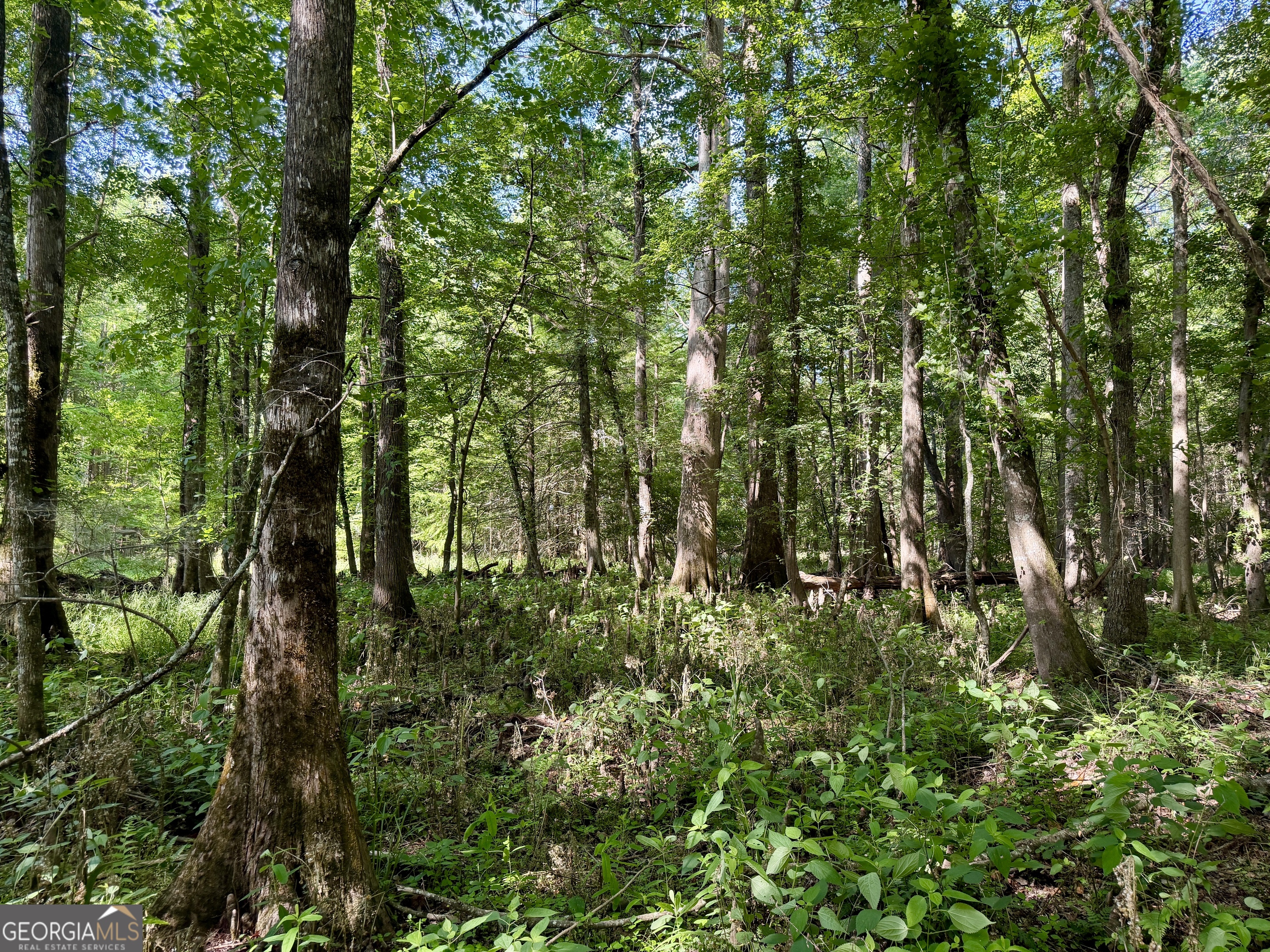 0 Folds Road Pineview GA 31071
