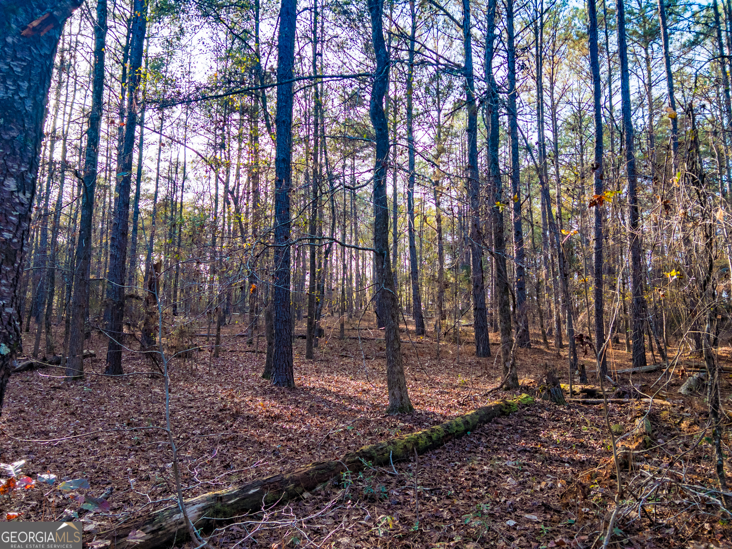 0 Roberta Highway Butler GA 31006