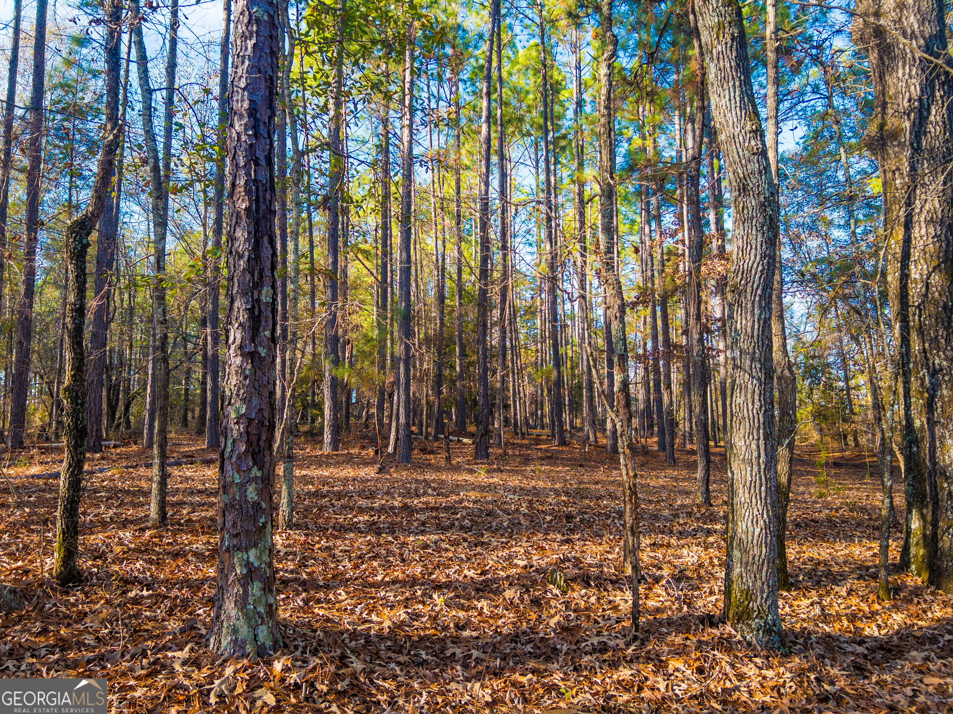0 Roberta Highway Butler GA 31006
