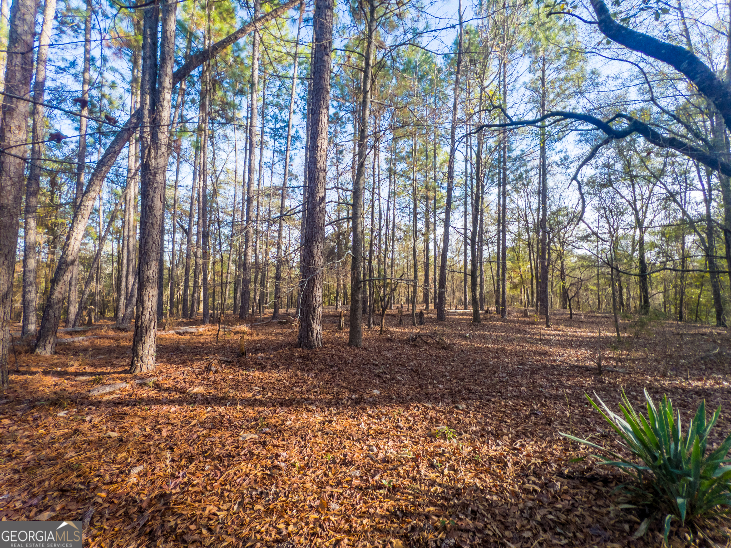 0 Roberta Highway Butler GA 31006
