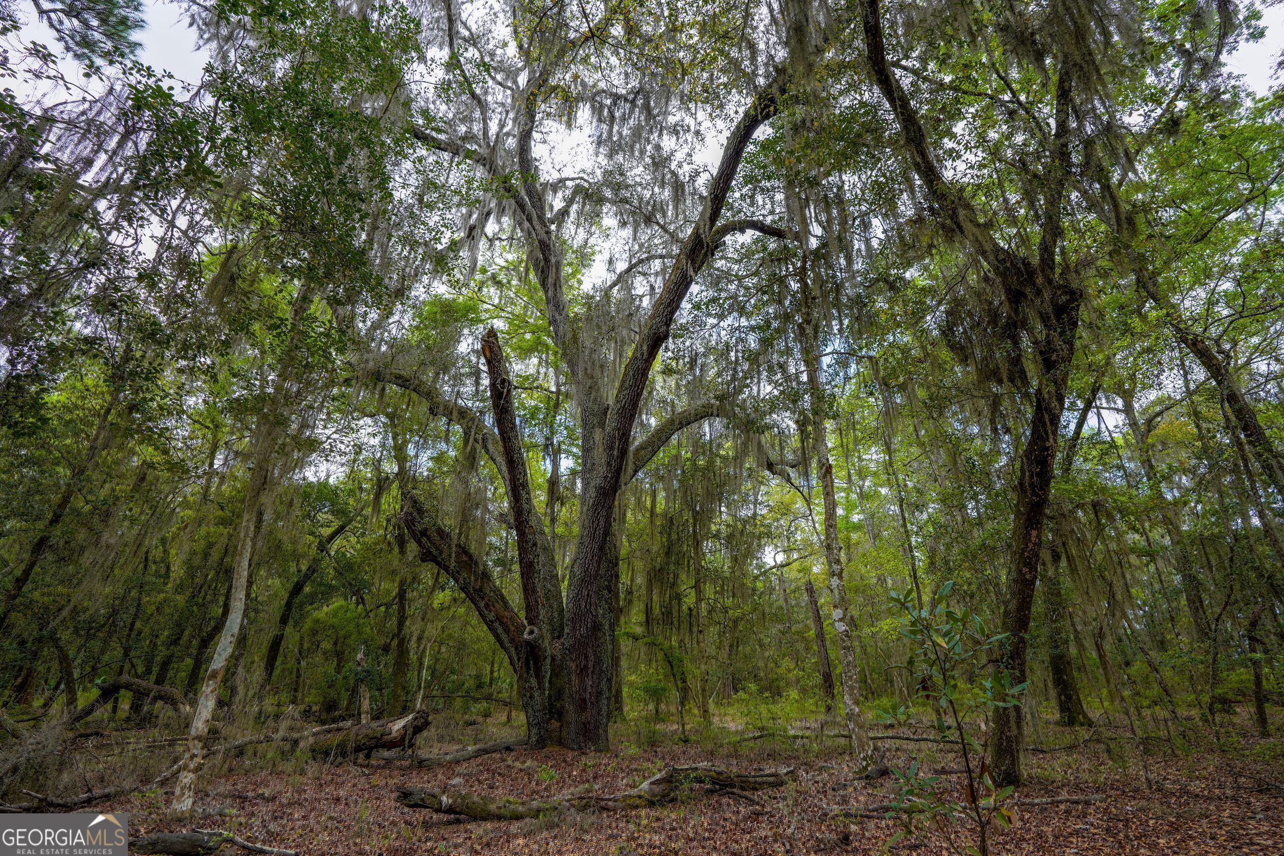 0 Simons Bluff Road Woodbine GA 31569
