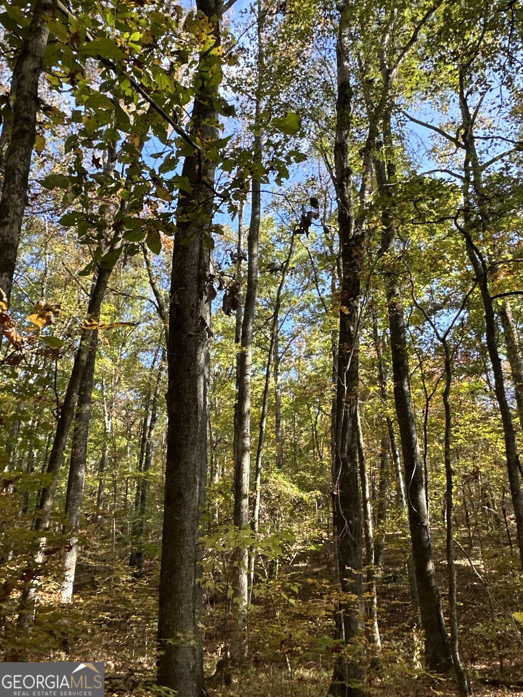 Tract 2 Dennis Creek Road Talbotton GA 31827
