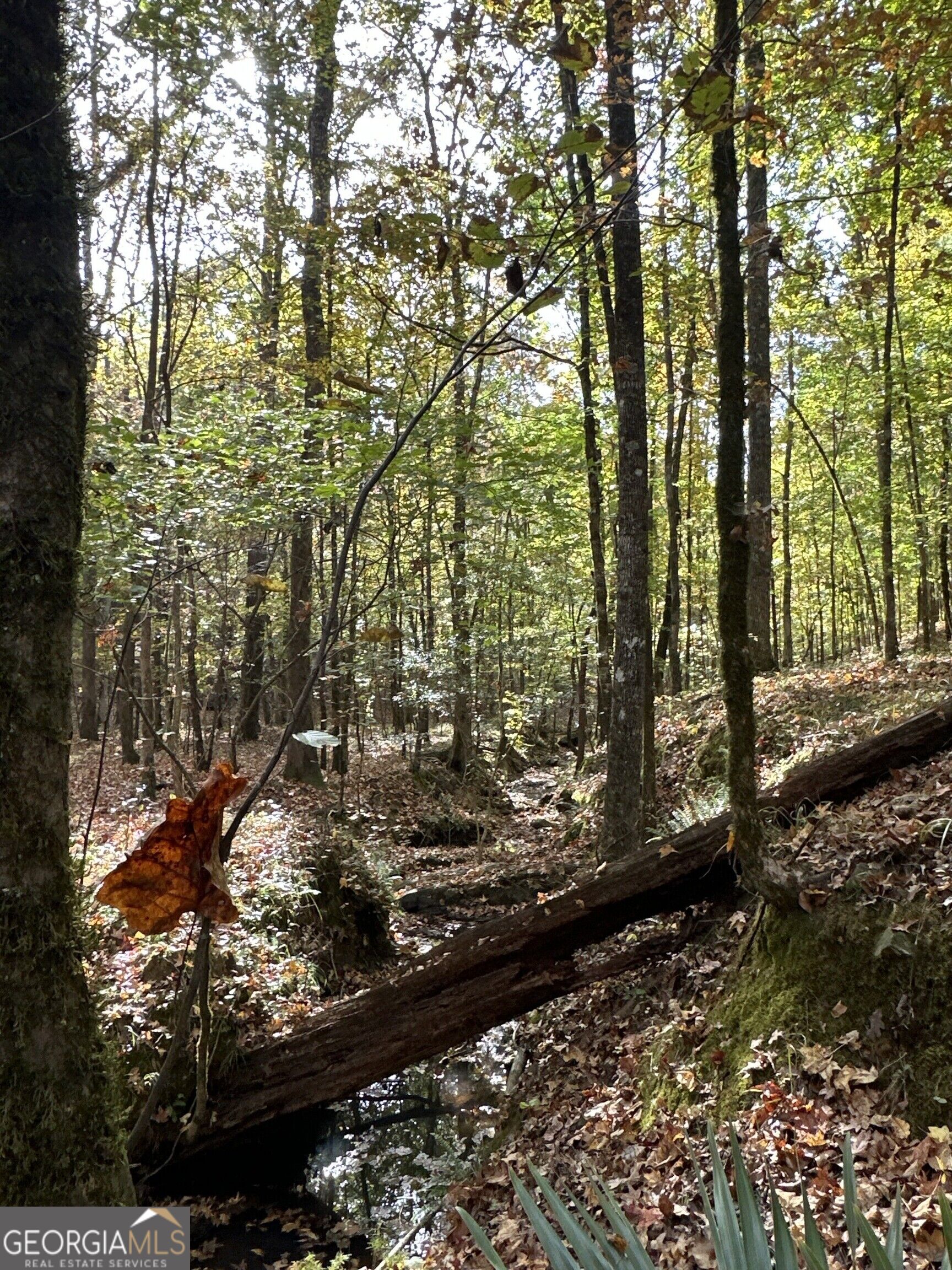 Tract 2 Dennis Creek Road Talbotton GA 31827