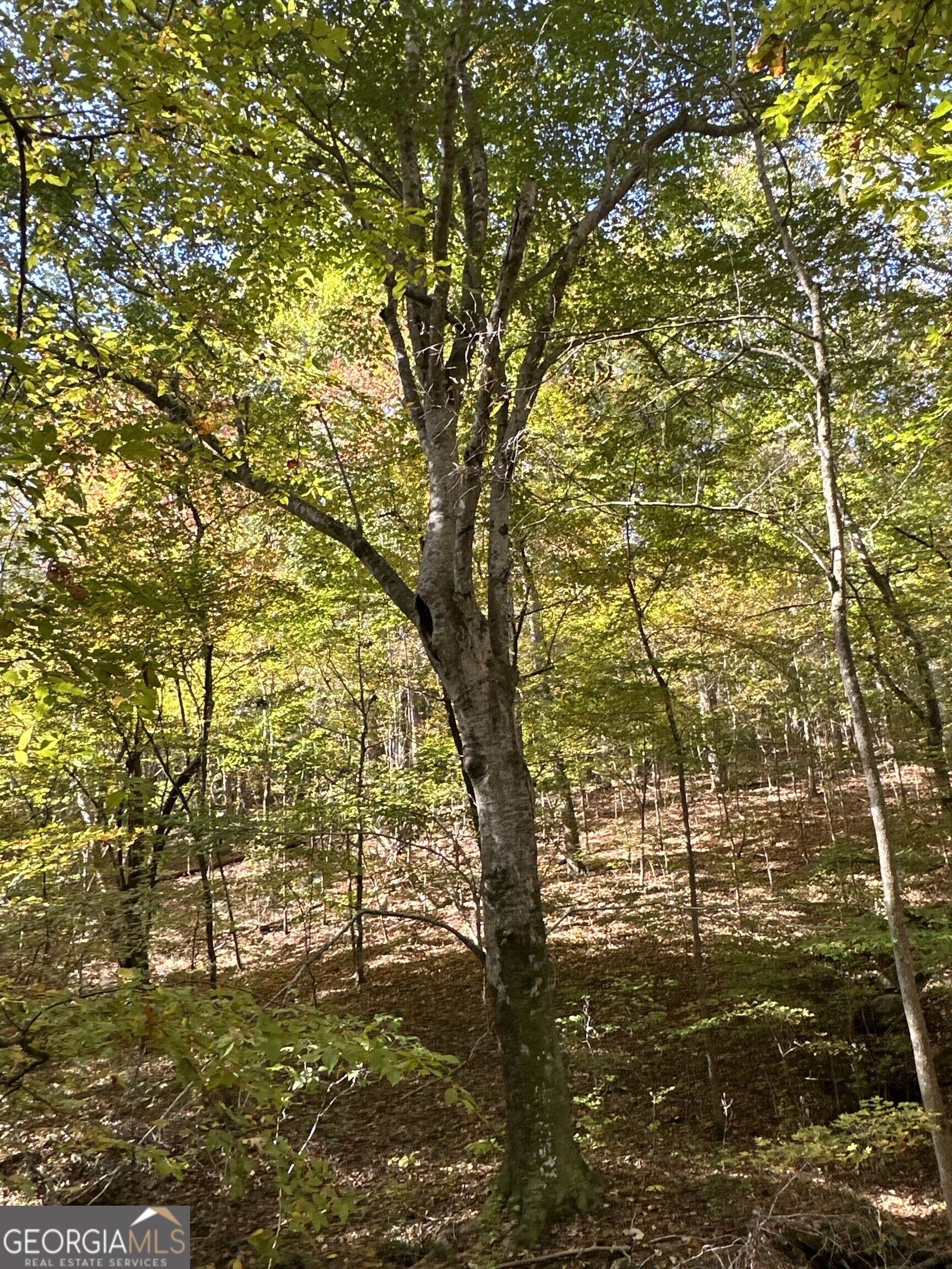 Tract 2 Dennis Creek Road Talbotton GA 31827
