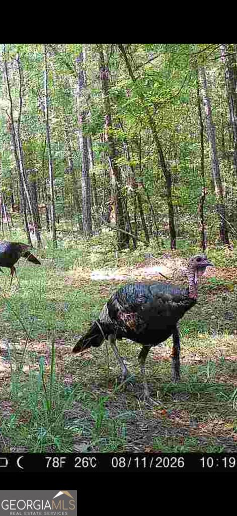 Tract 2 Dennis Creek Road Talbotton GA 31827