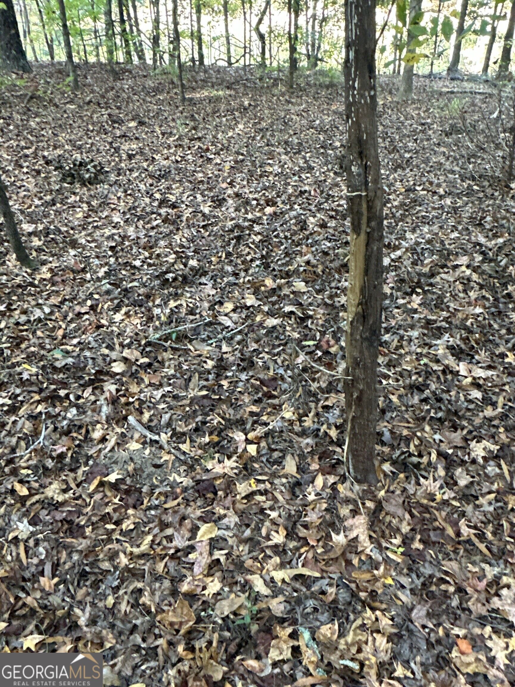 Tract 2 Dennis Creek Road Talbotton GA 31827
