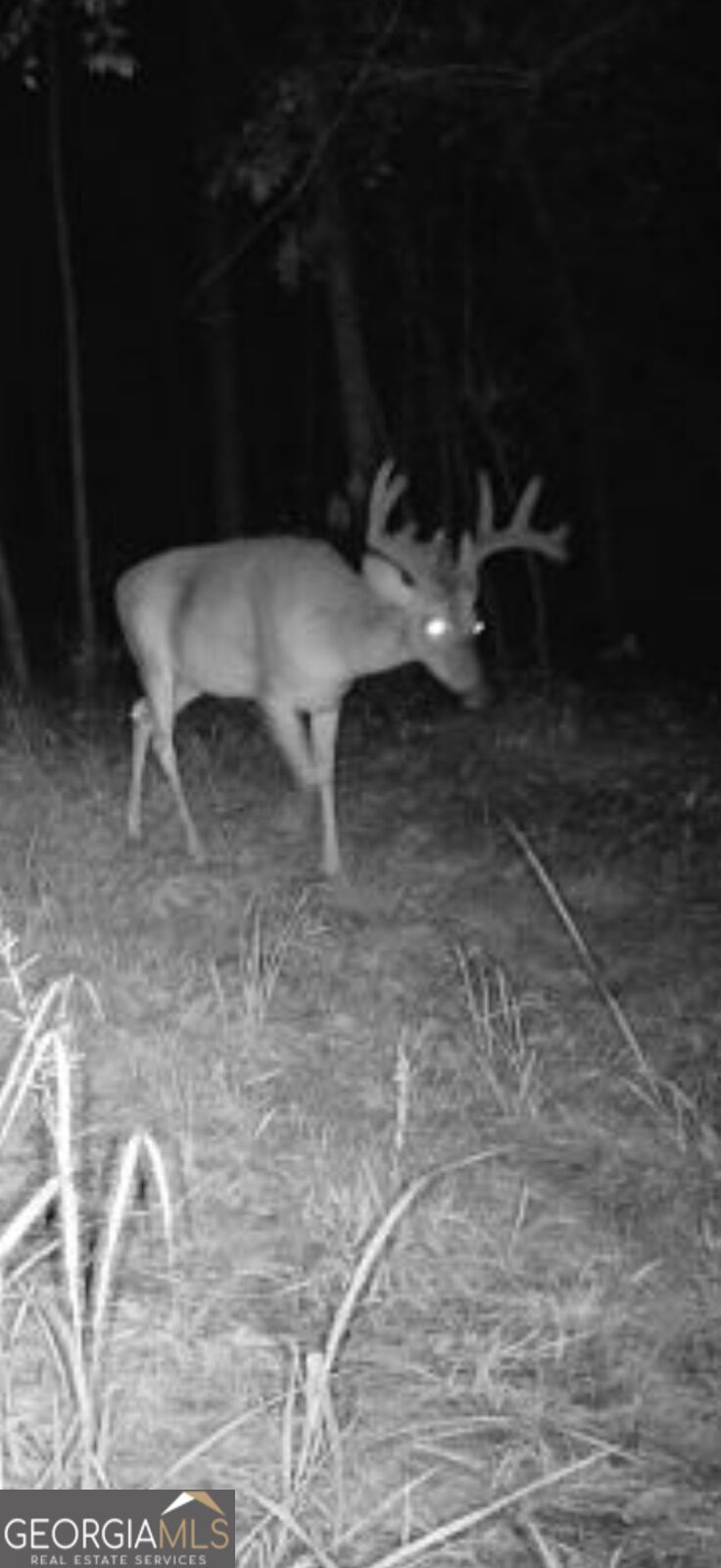 Tract 2 Dennis Creek Road Talbotton GA 31827