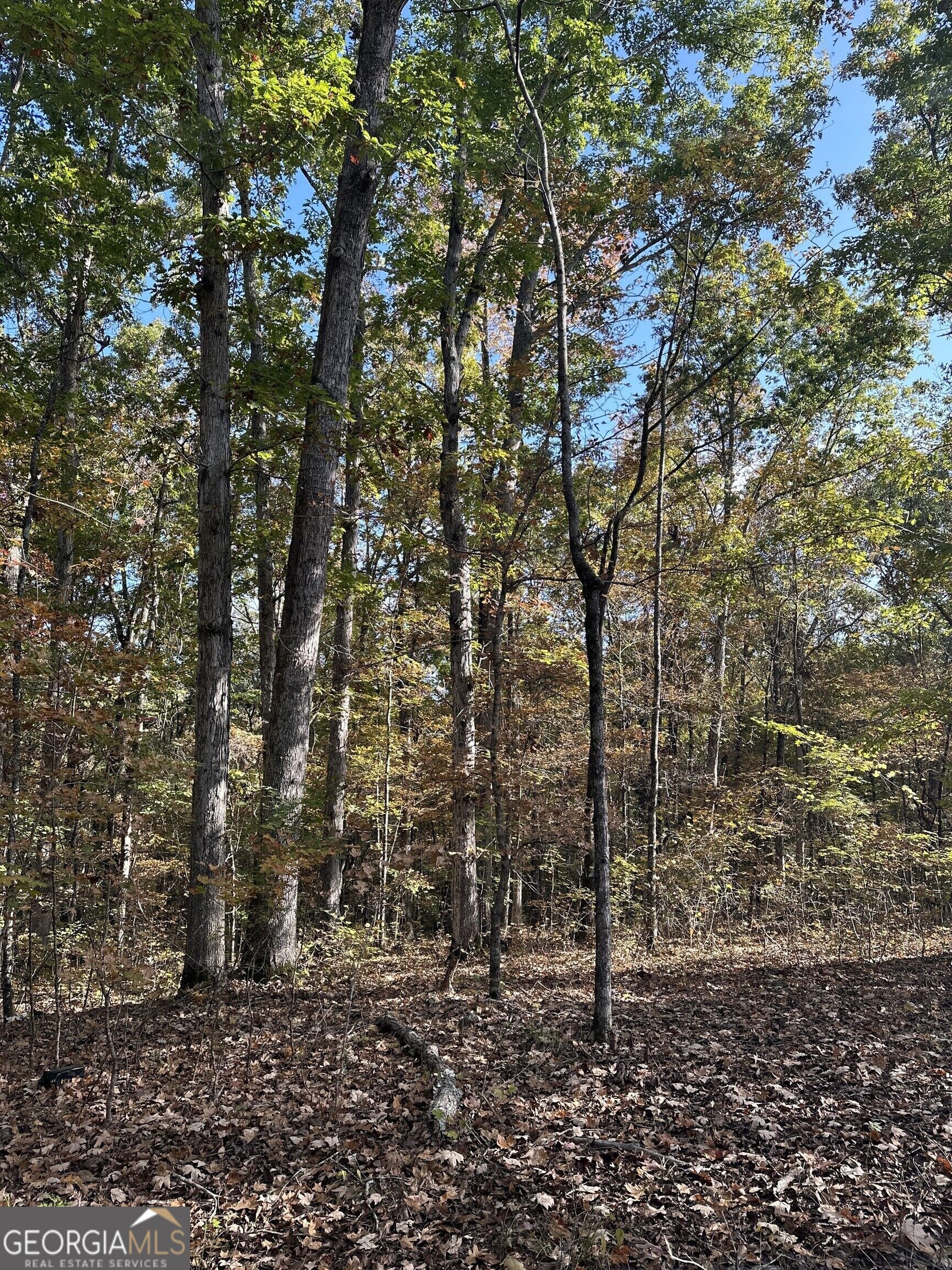 Tract 2 Dennis Creek Road Talbotton GA 31827