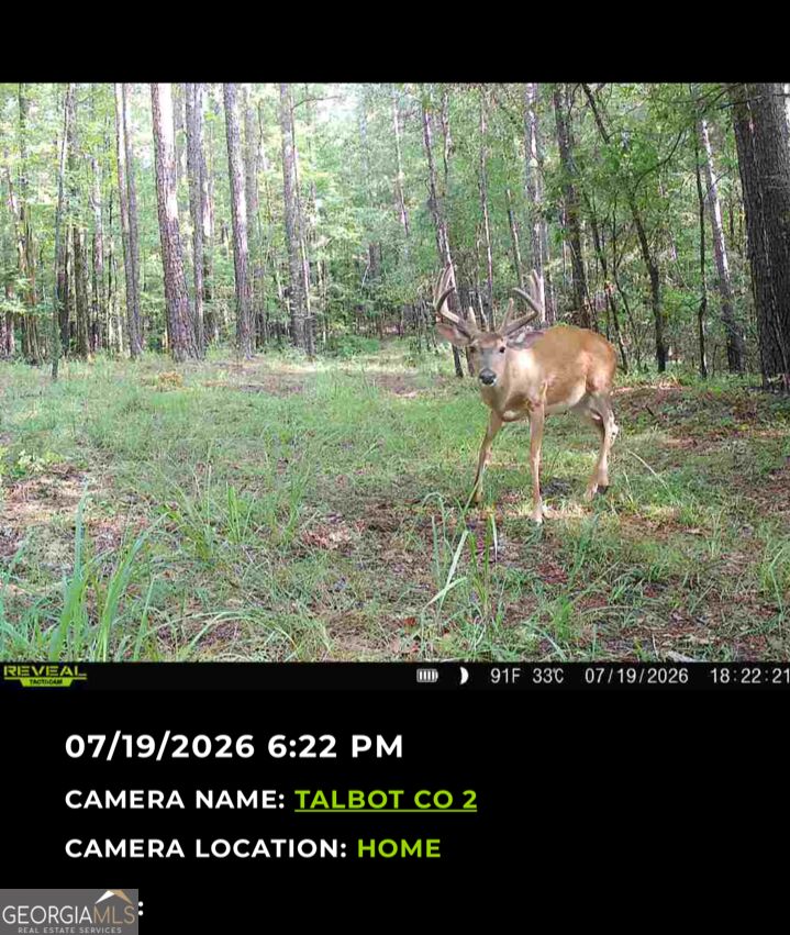 Tract 2 Dennis Creek Road Talbotton GA 31827