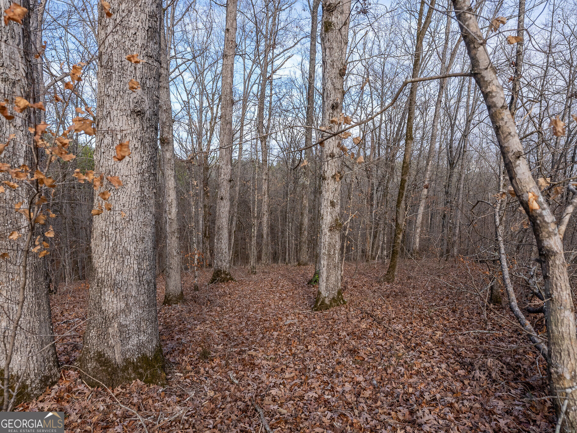 Tract 2 Dennis Creek Road Talbotton GA 31827