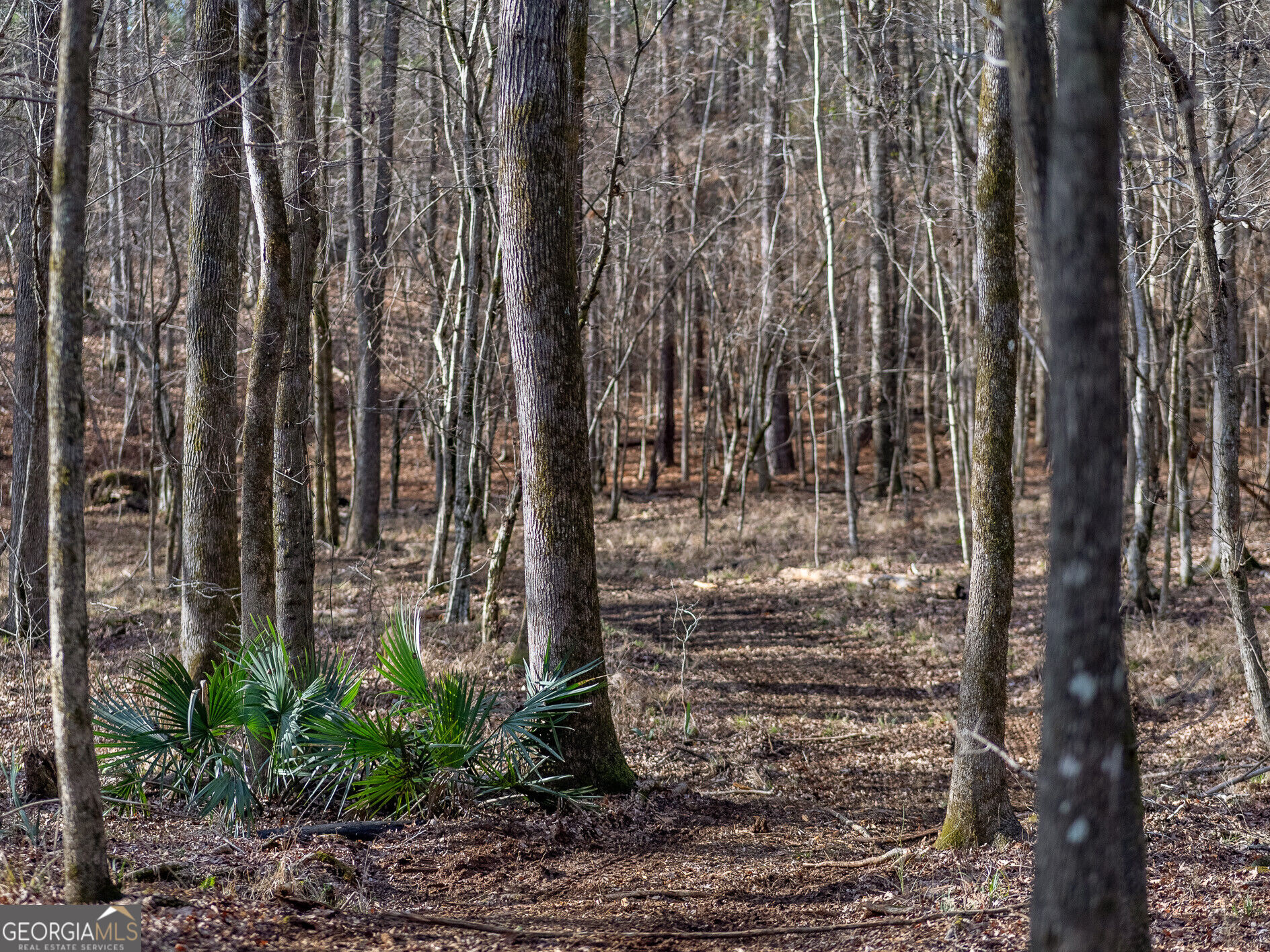 Tract 2 Dennis Creek Road Talbotton GA 31827