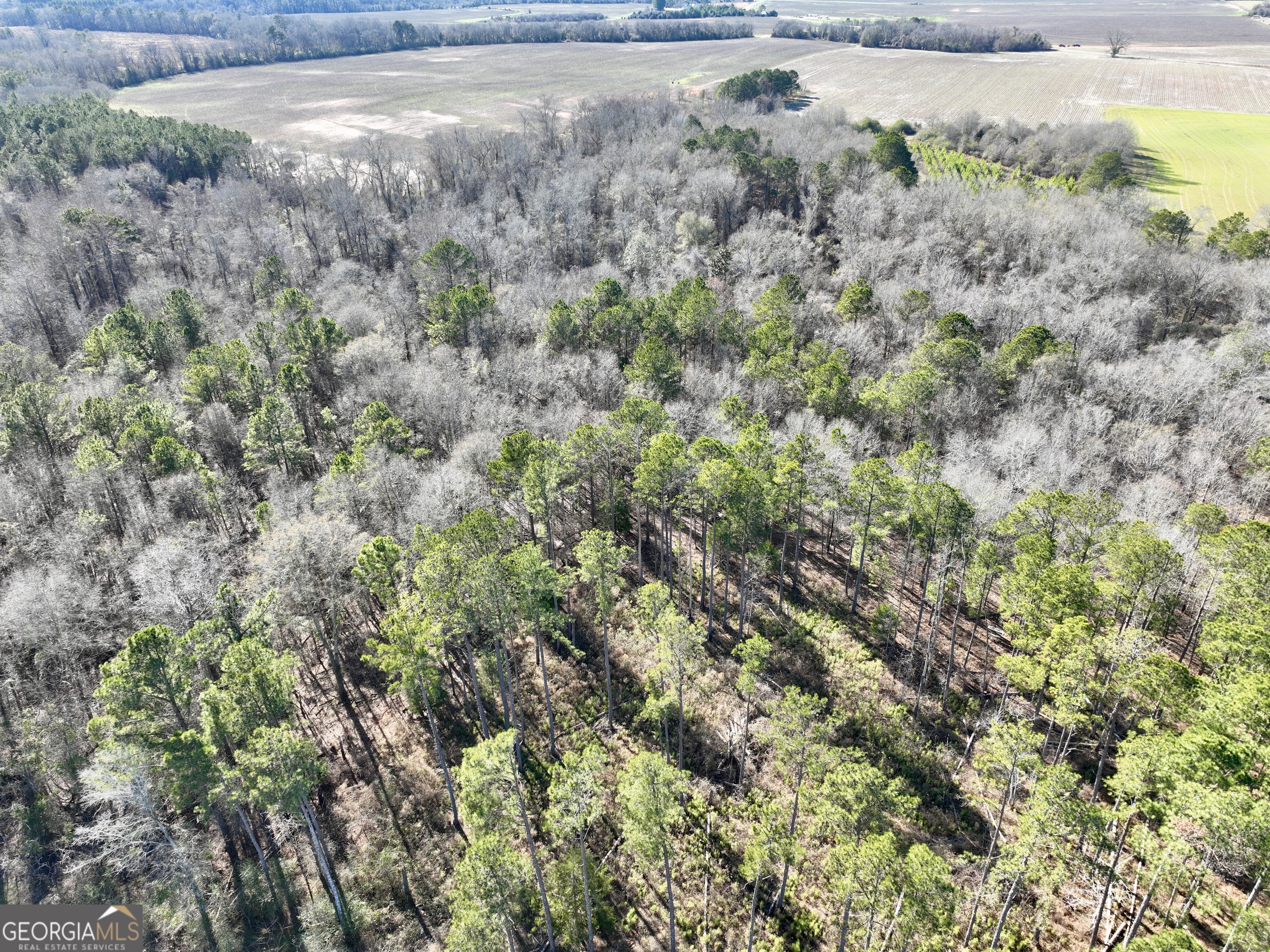 0 Jenkins Farm Road Byromville GA 31007