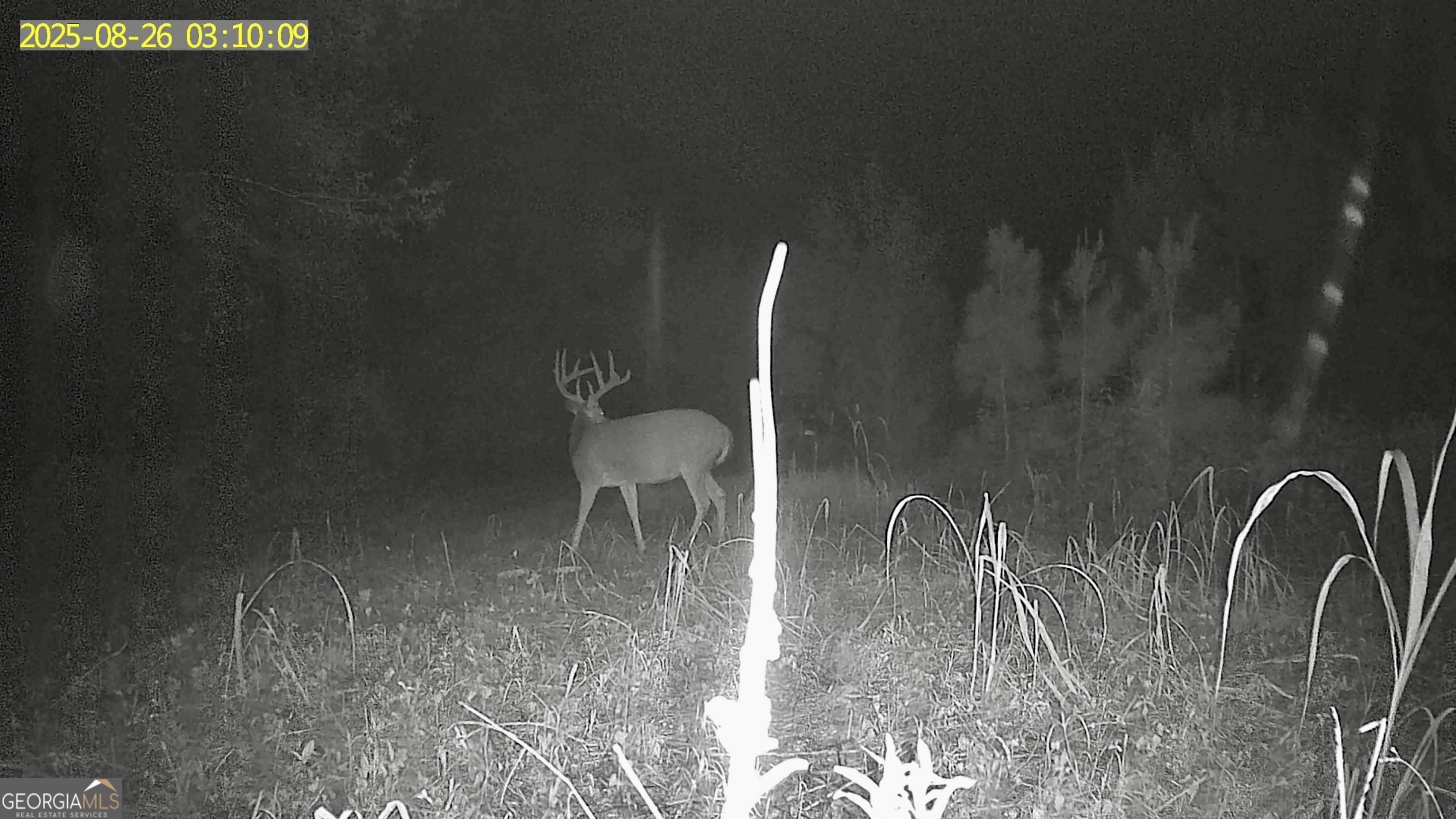 0 Jenkins Farm Road Byromville GA 31007