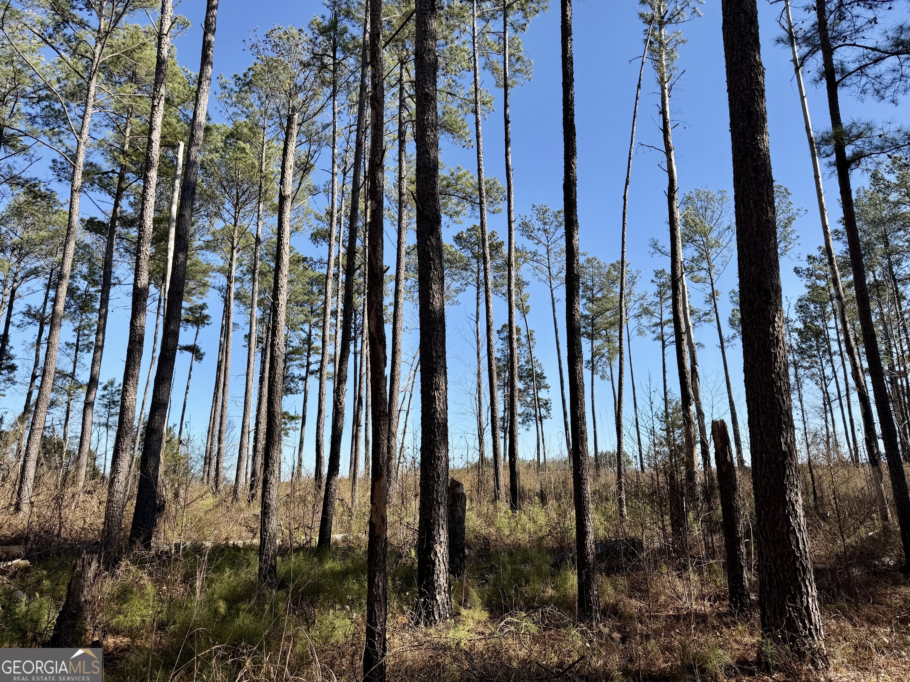 0 Jenkins Farm Road Byromville GA 31007