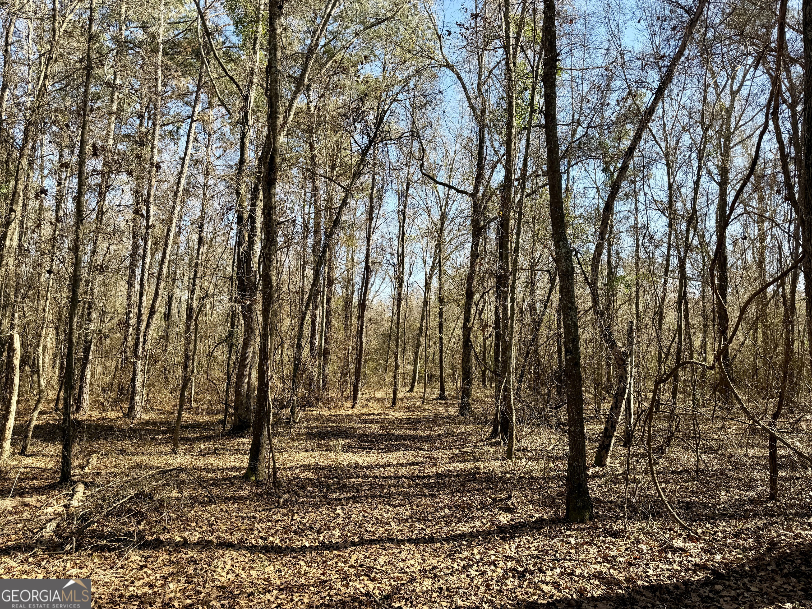 0 Jenkins Farm Road Byromville GA 31007