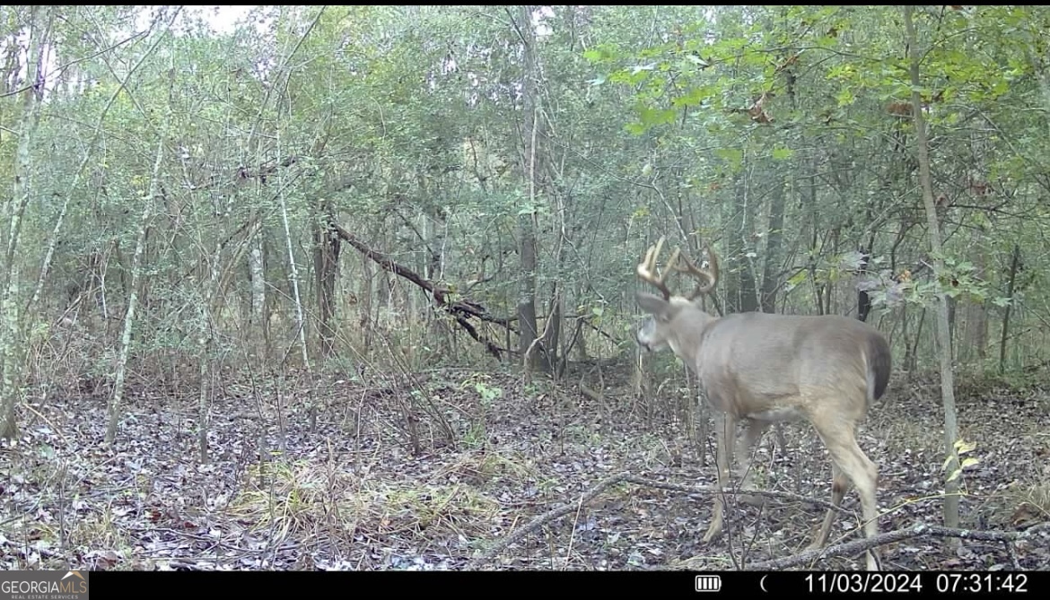 0 Jenkins Farm Road Byromville GA 31007