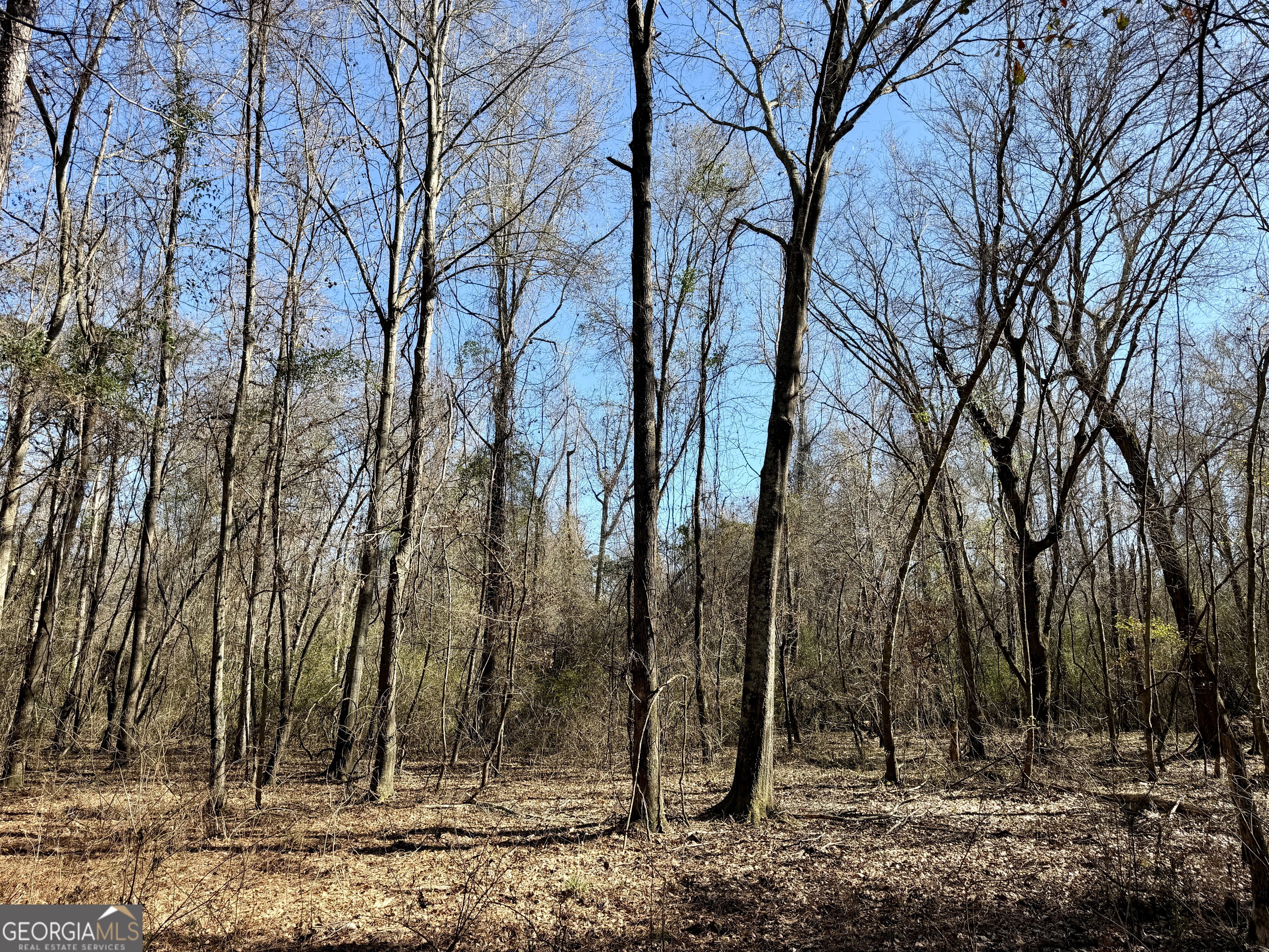 0 Jenkins Farm Road Byromville GA 31007
