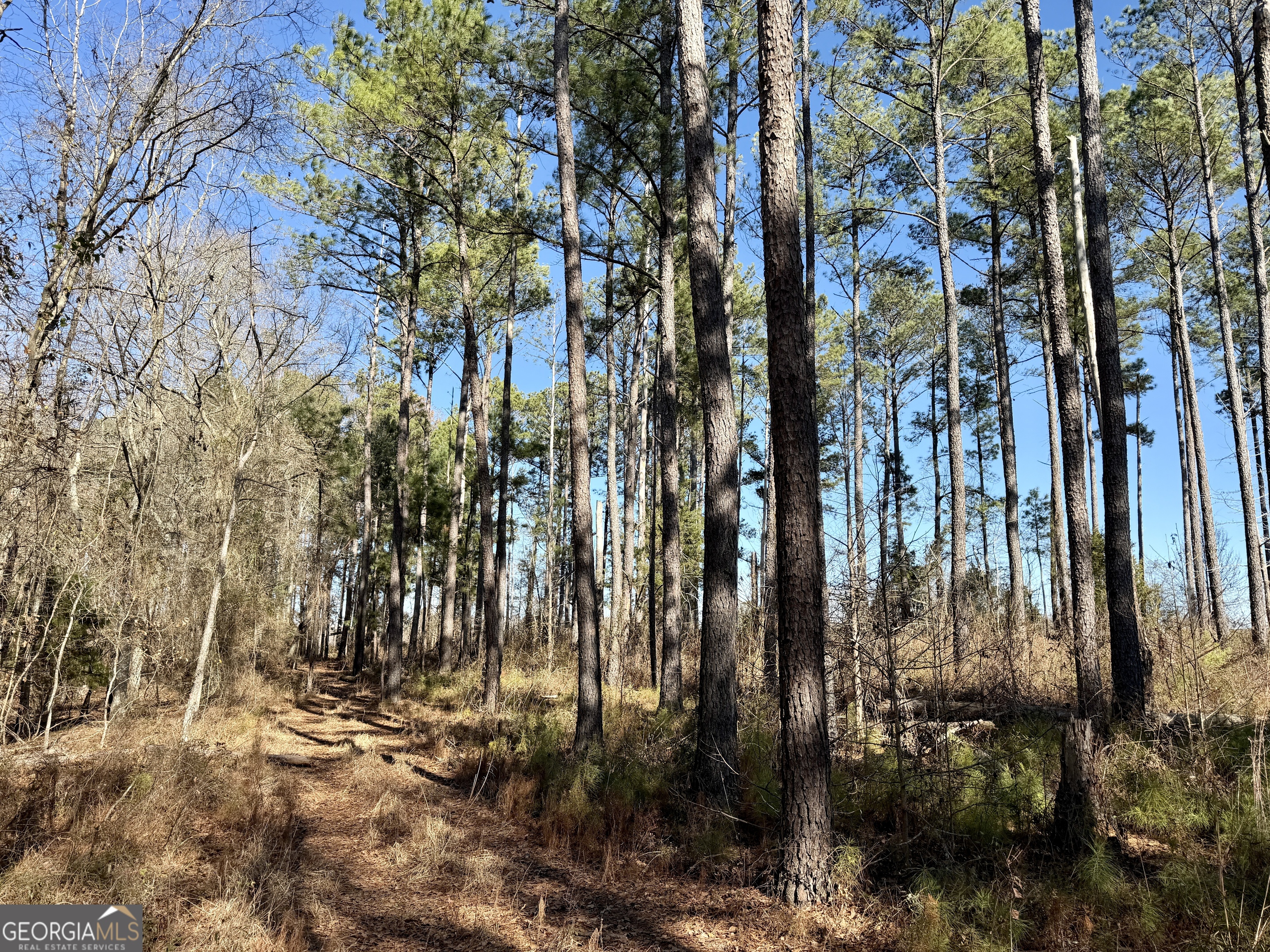 0 Jenkins Farm Road Byromville GA 31007
