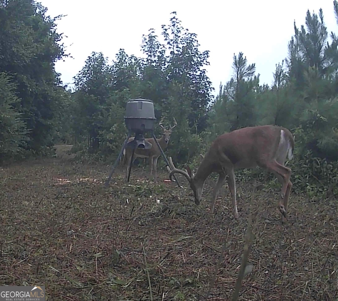 0 Jenkins Farm Road Byromville GA 31007