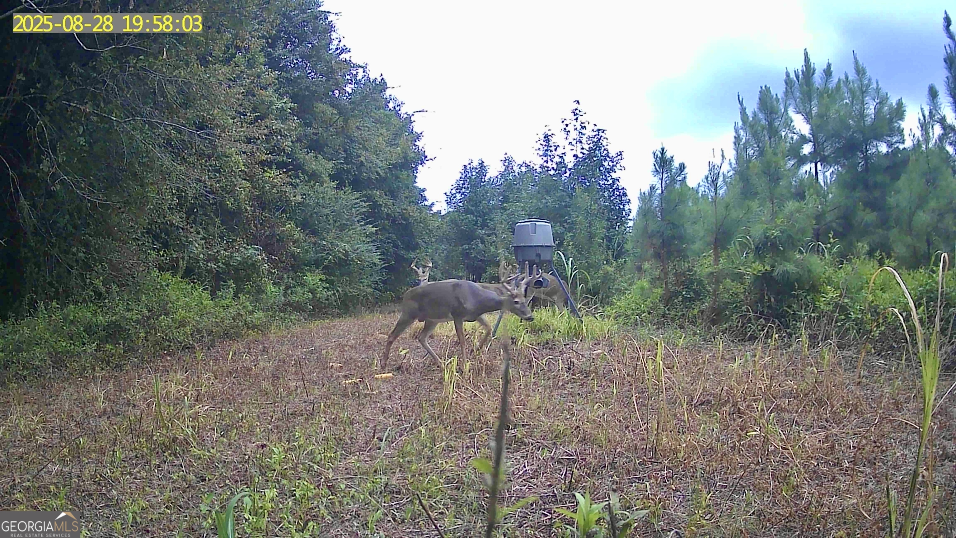0 Jenkins Farm Road Byromville GA 31007