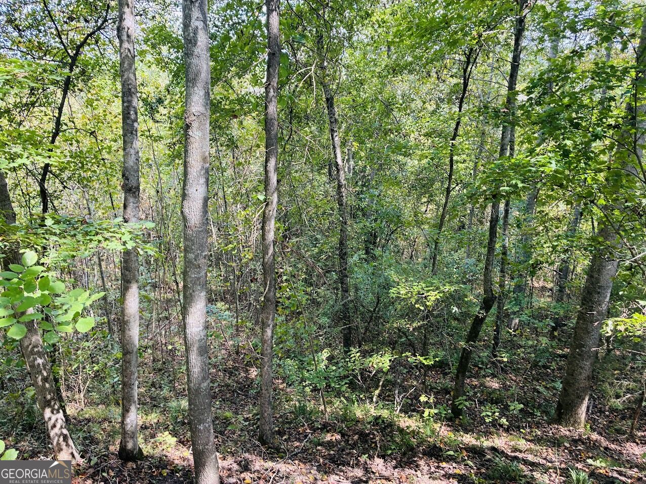 0 Fouche Road Buena Vista GA 31803