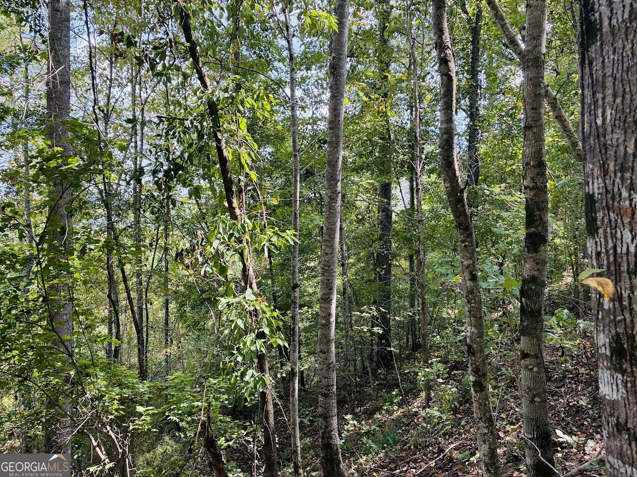 0 Fouche Road Buena Vista GA 31803