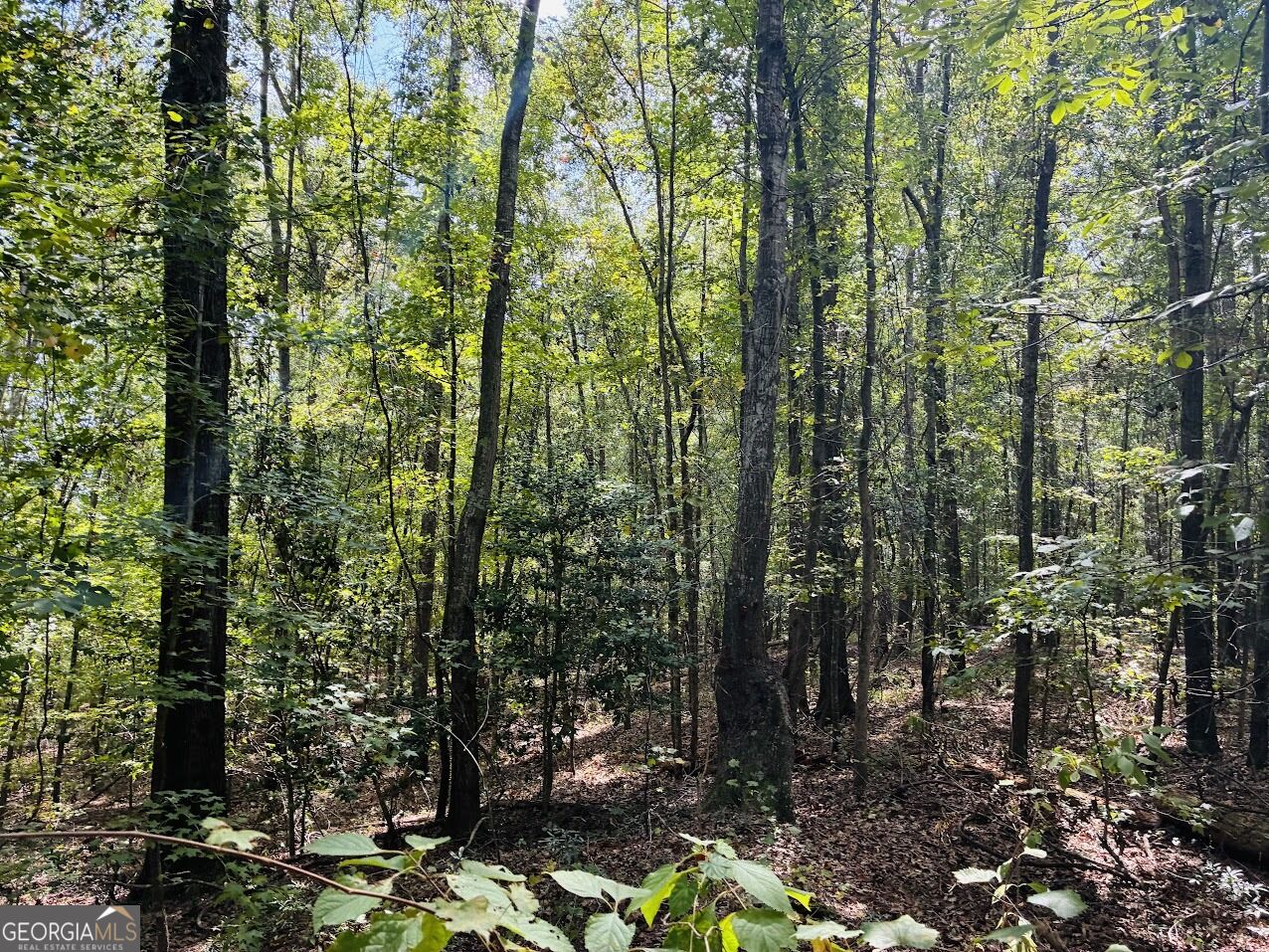 0 Fouche Road Buena Vista GA 31803