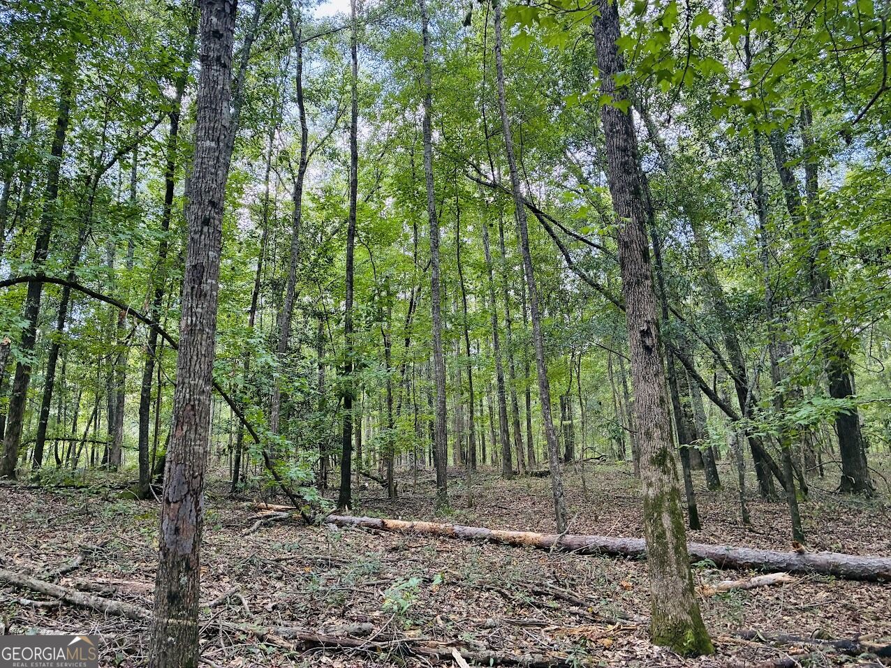 0 Fouche Road Buena Vista GA 31803