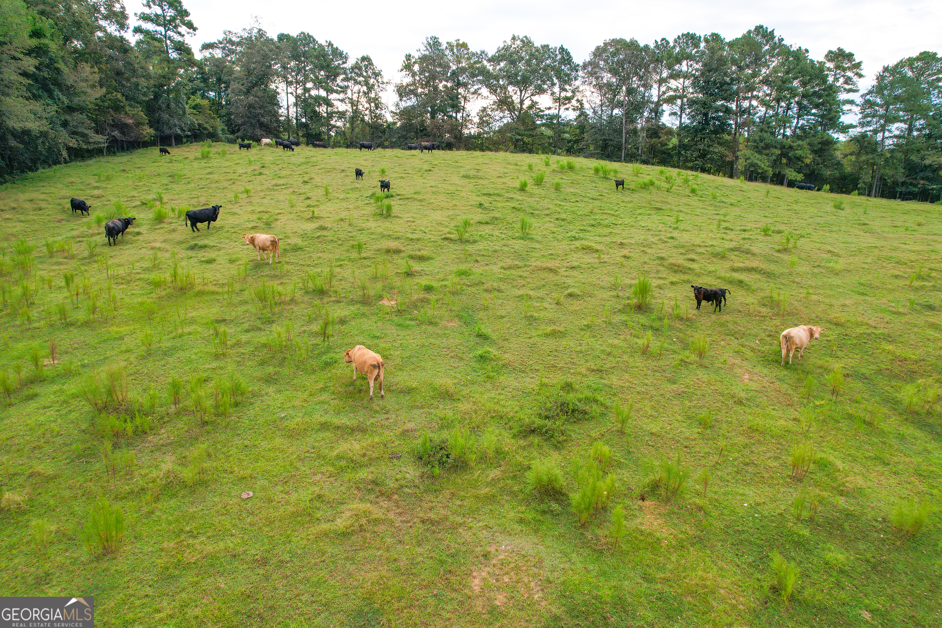 60 +/- Acres At 295 J Davis Road Tallapoosa GA 30176
