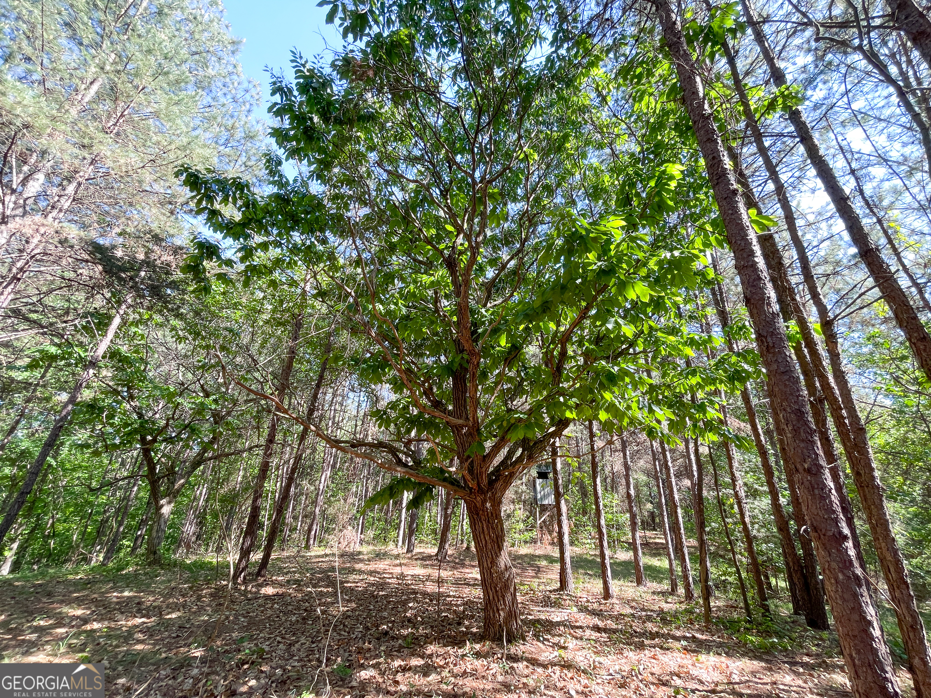 1218 Johnson Cemetery Road (29 +/-ACRES) Lyerly GA 30730