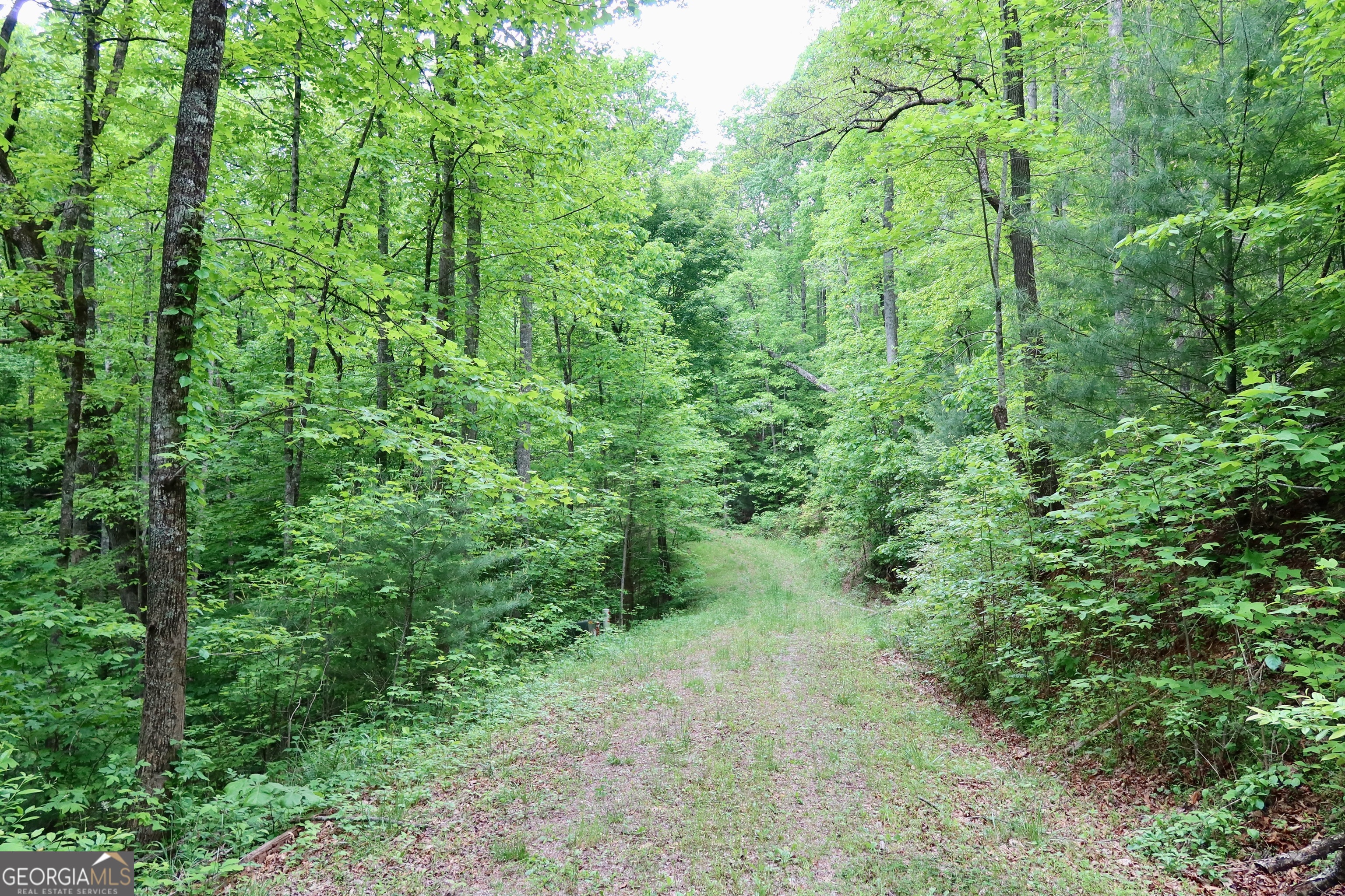 0 Bluff Mountain Dillard GA 30537