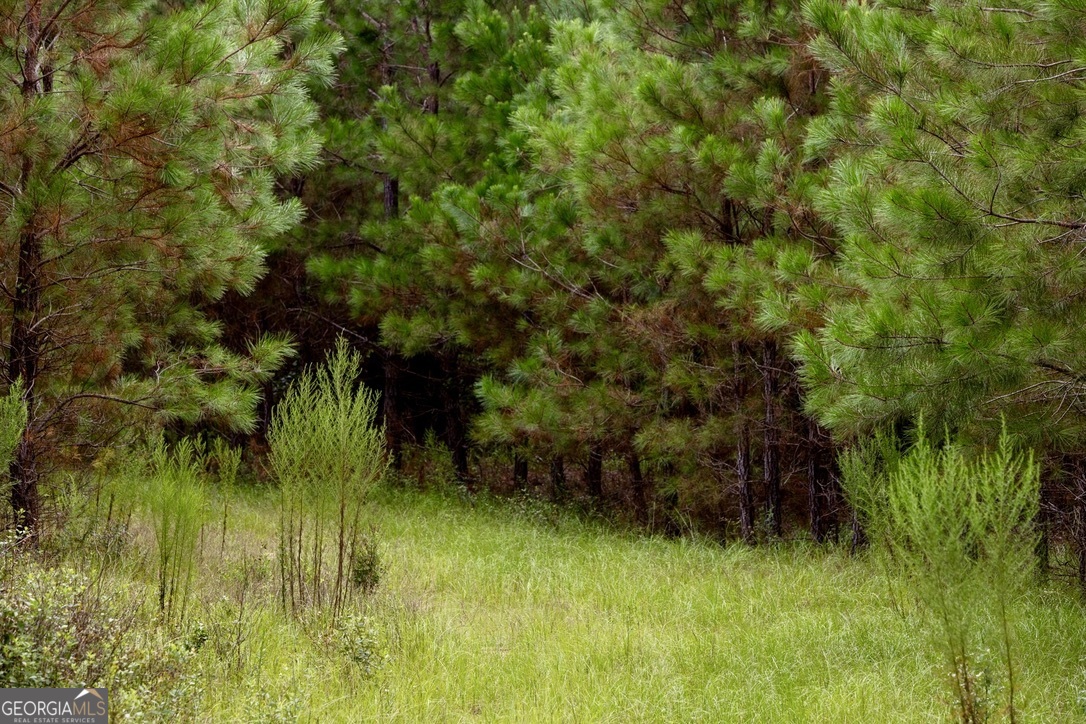 0 Pine Creek Road Ellaville GA 31806