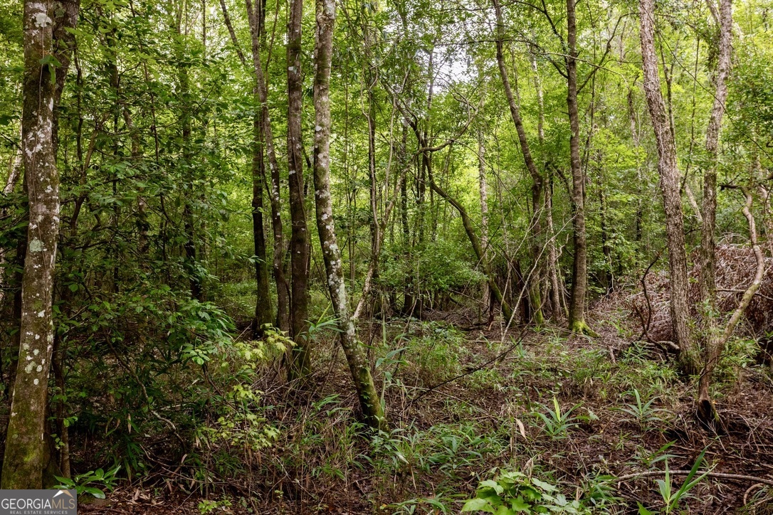 0 Pine Creek Road Ellaville GA 31806