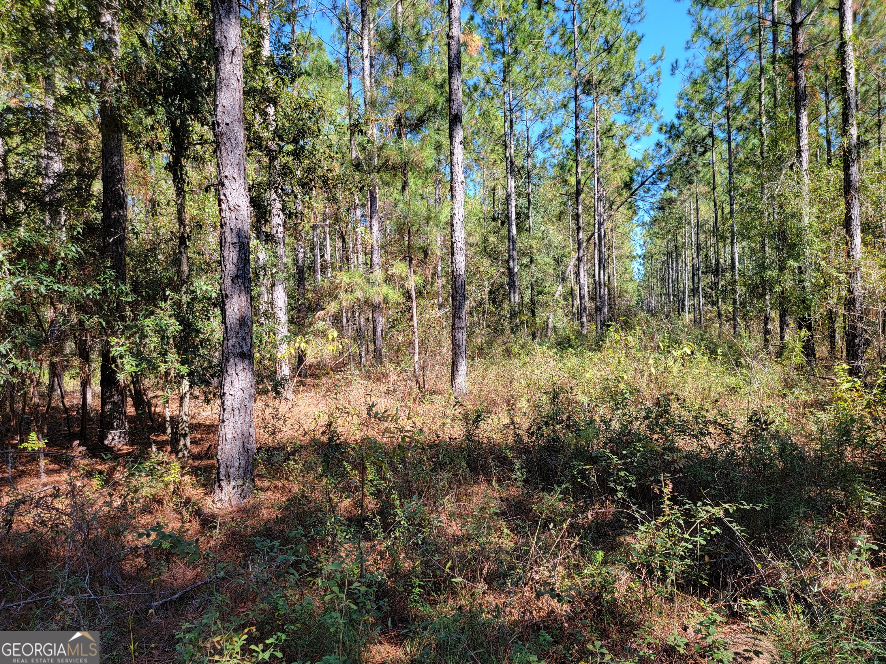 0 Tuton Road Baconton GA 31716