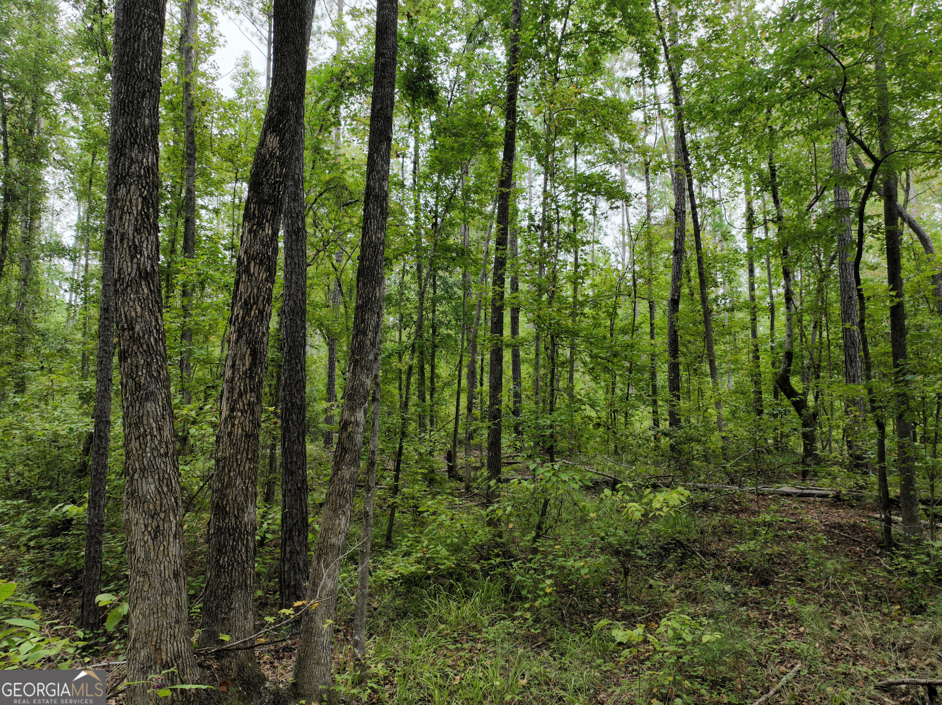 0 Buck Run Road Talbotton GA 31827