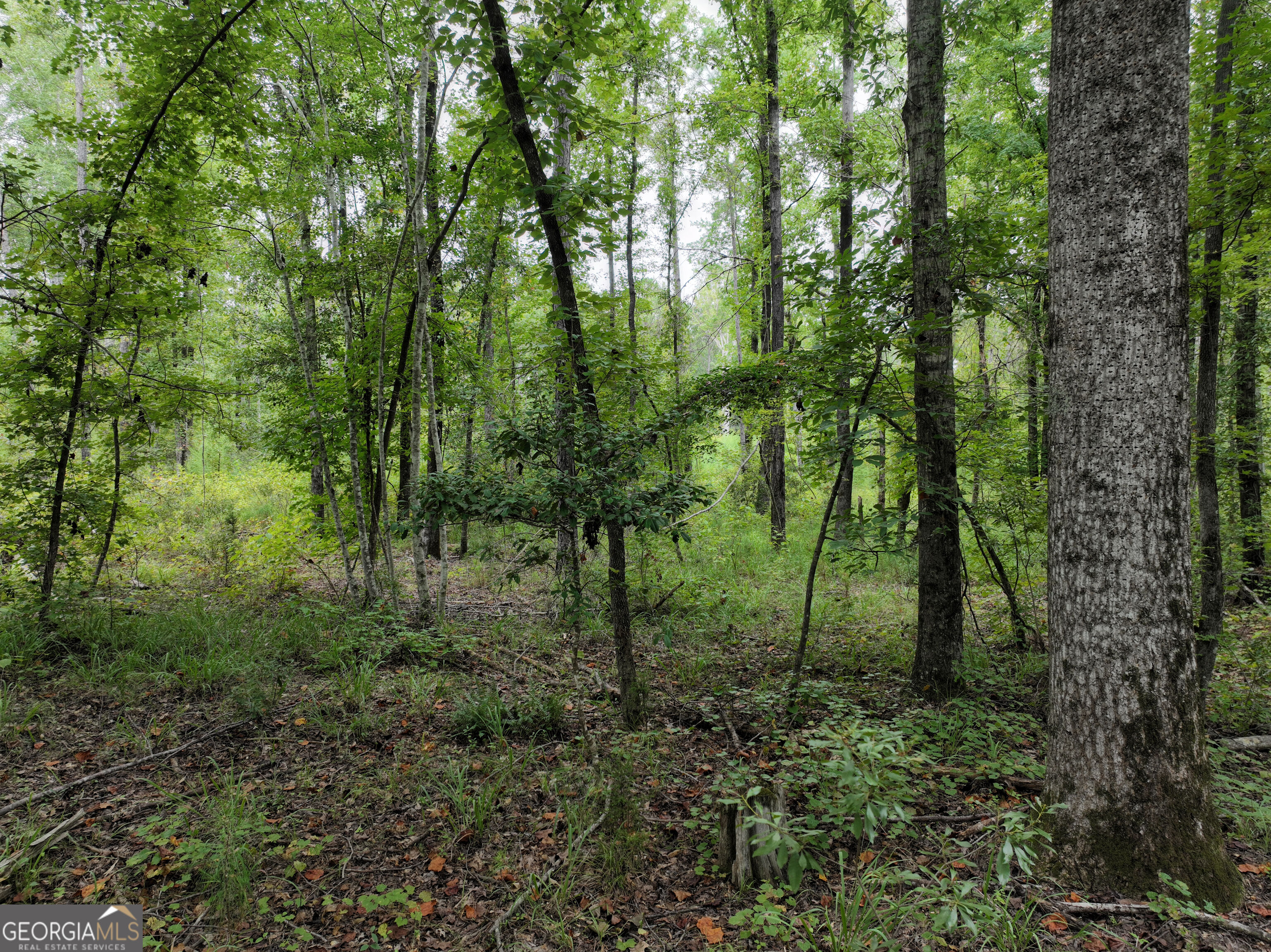 0 Buck Run Road Talbotton GA 31827
