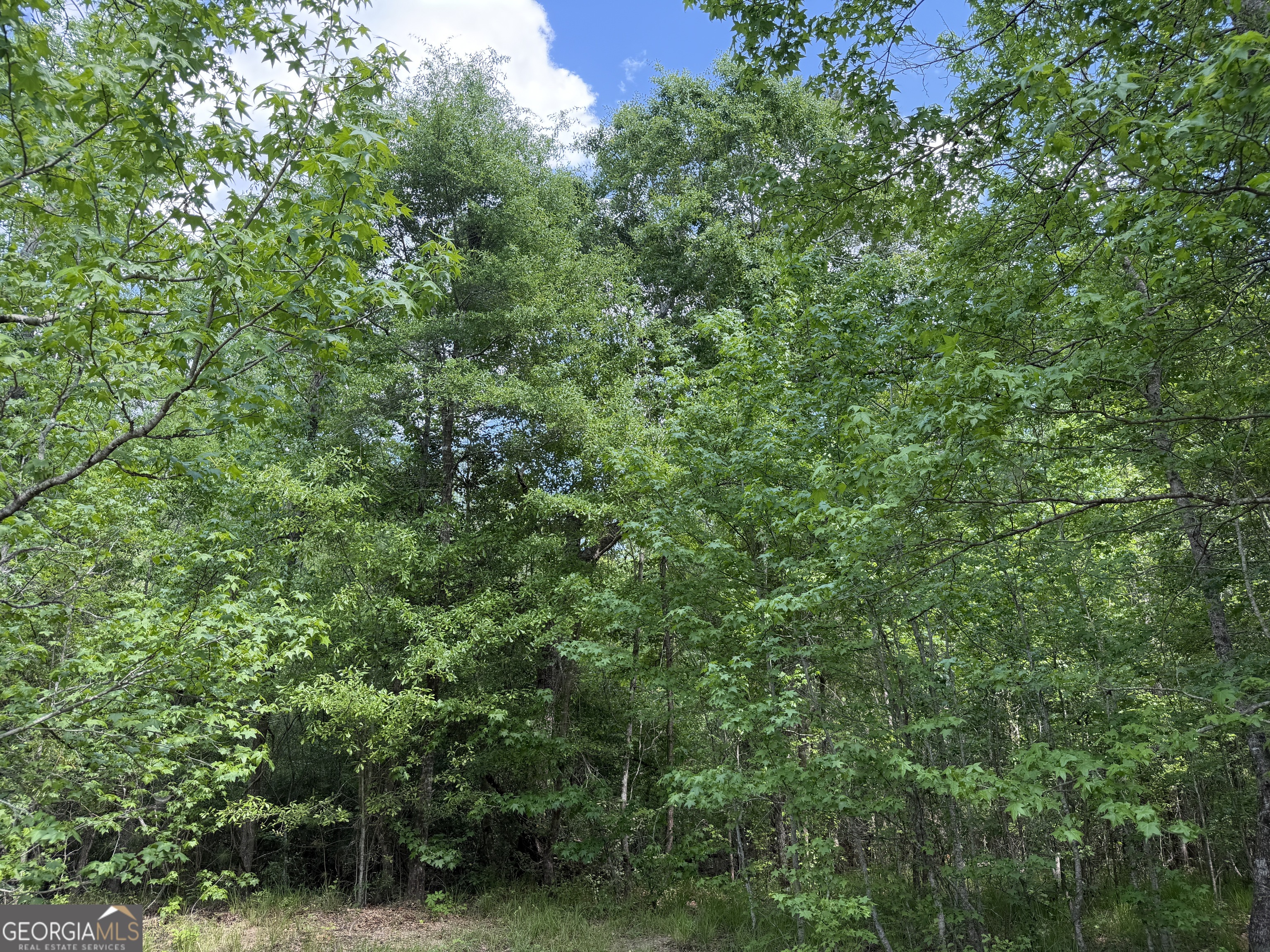 0077 George Milling Road Cuthbert GA 39840