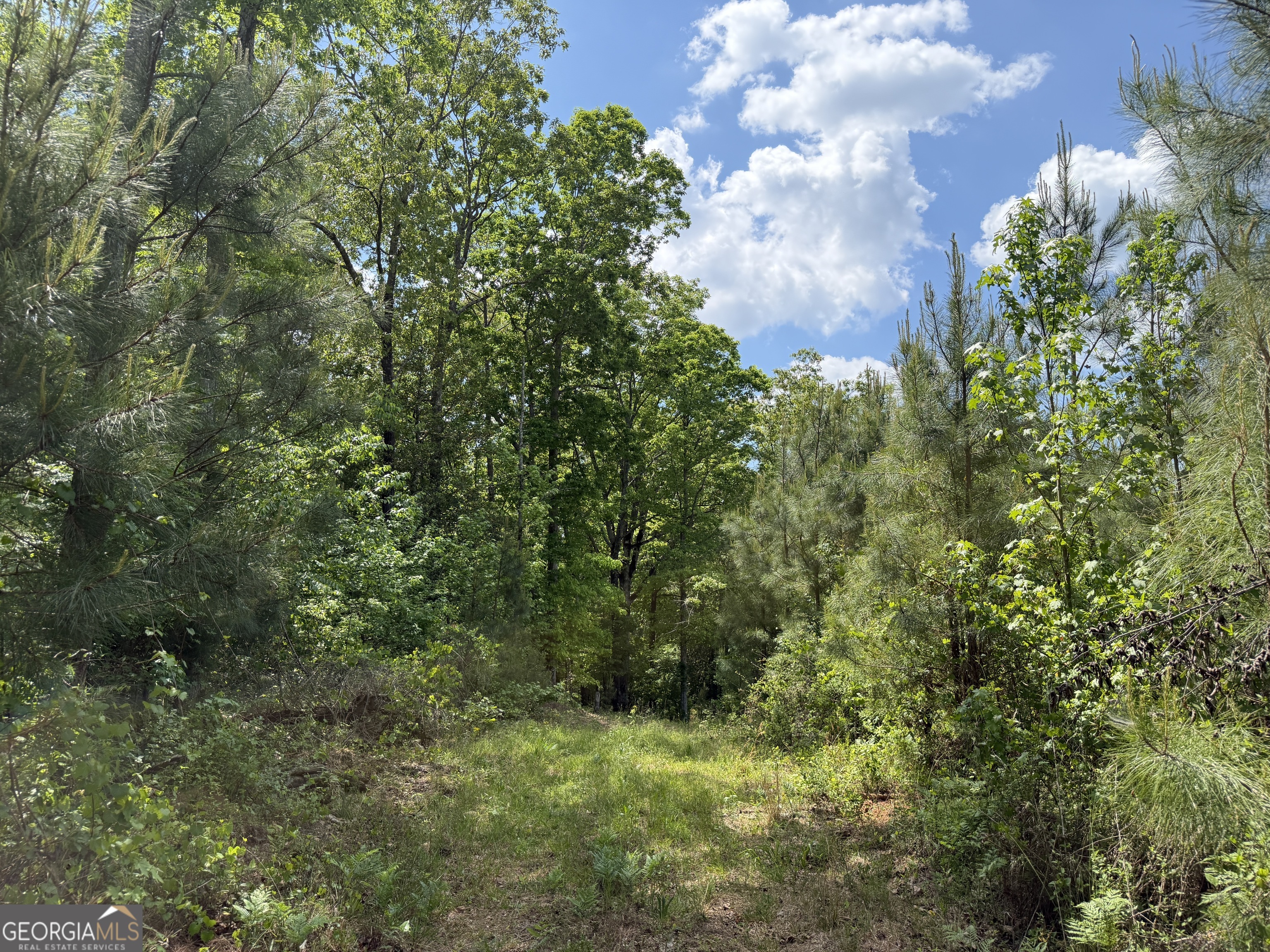 0077 George Milling Road Cuthbert GA 39840