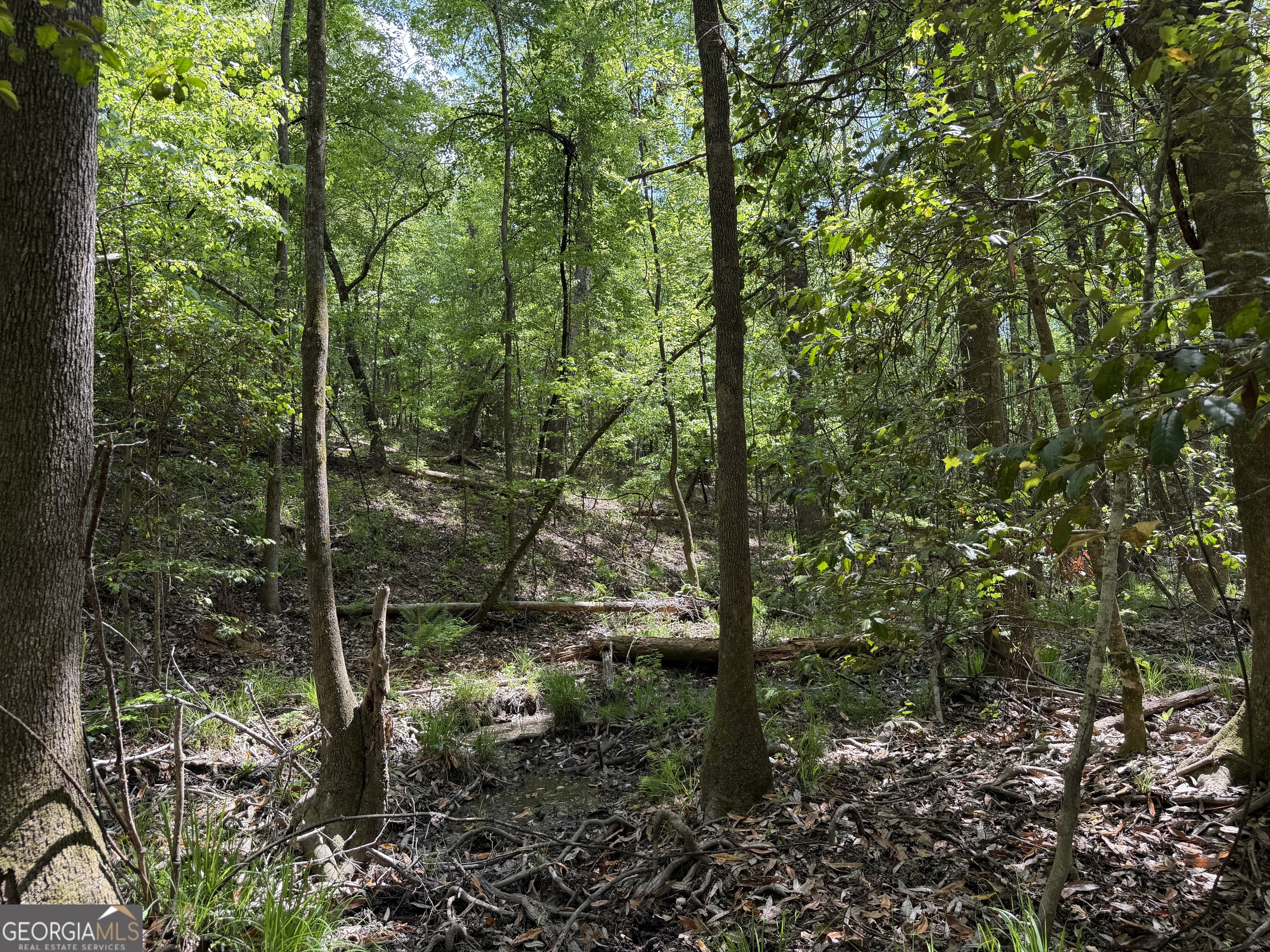 0077 George Milling Road Cuthbert GA 39840