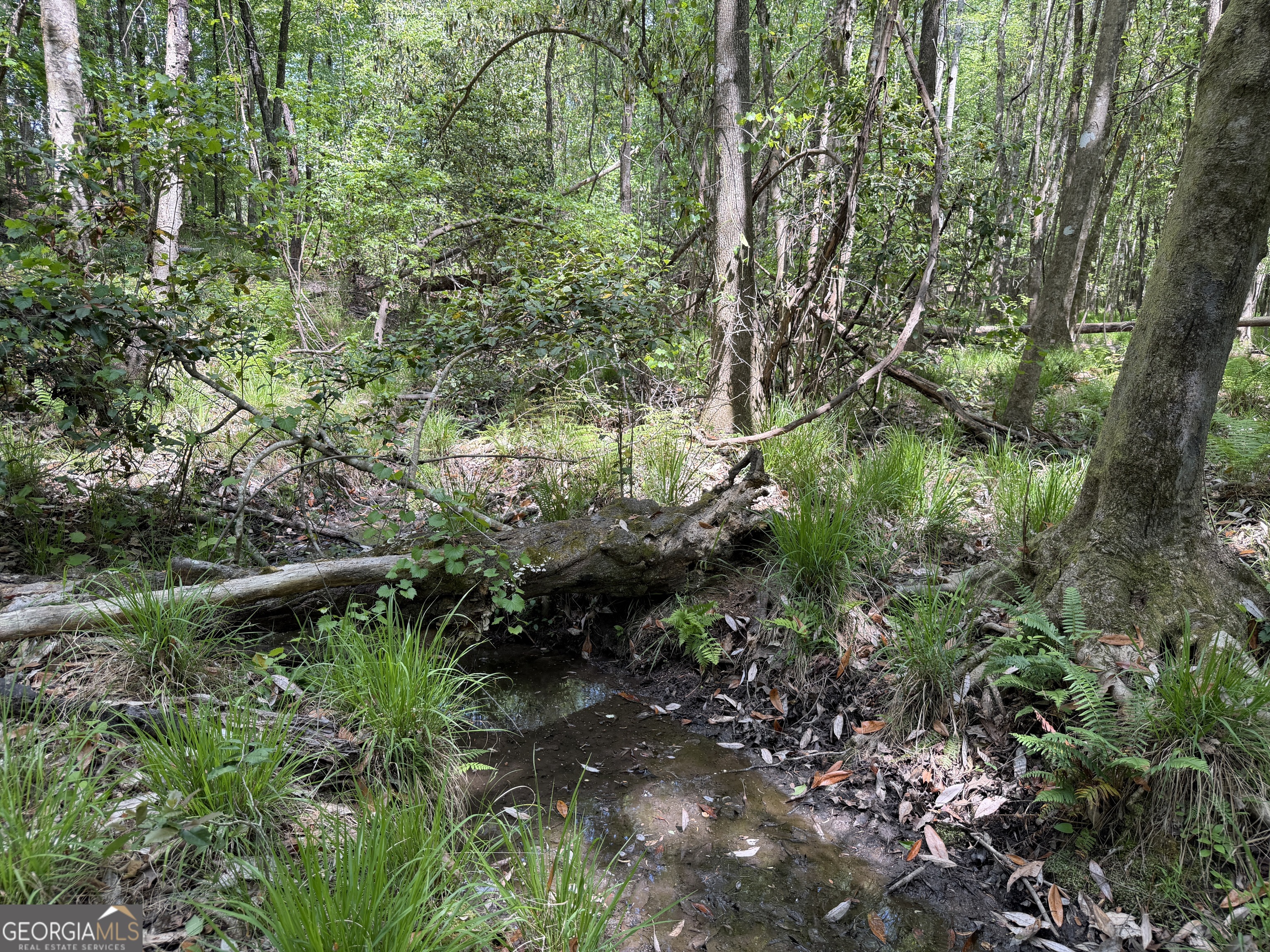 0077 George Milling Road Cuthbert GA 39840