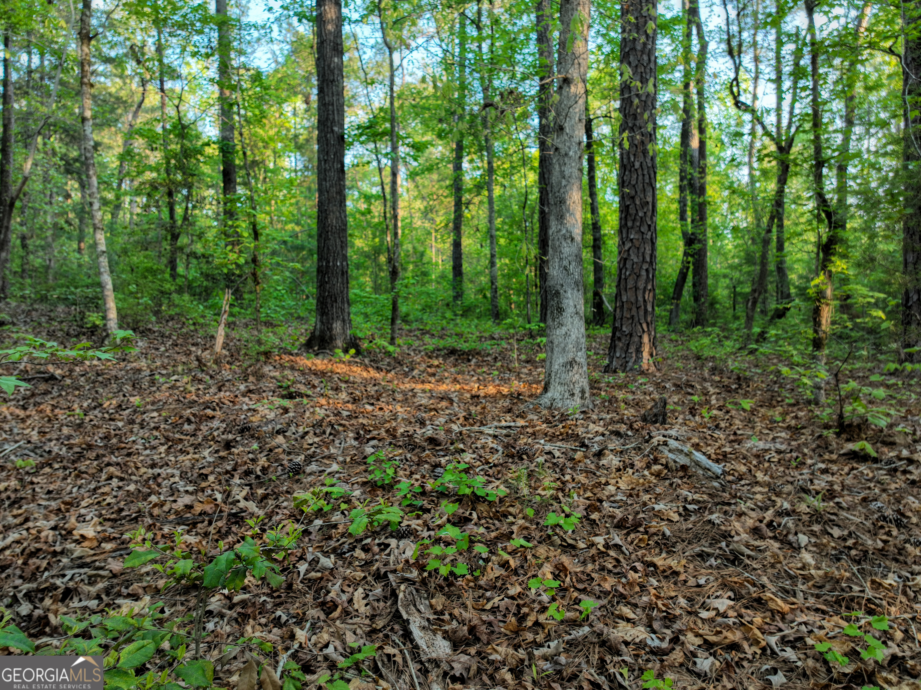 56 Ivey Circle Forsyth GA 31029