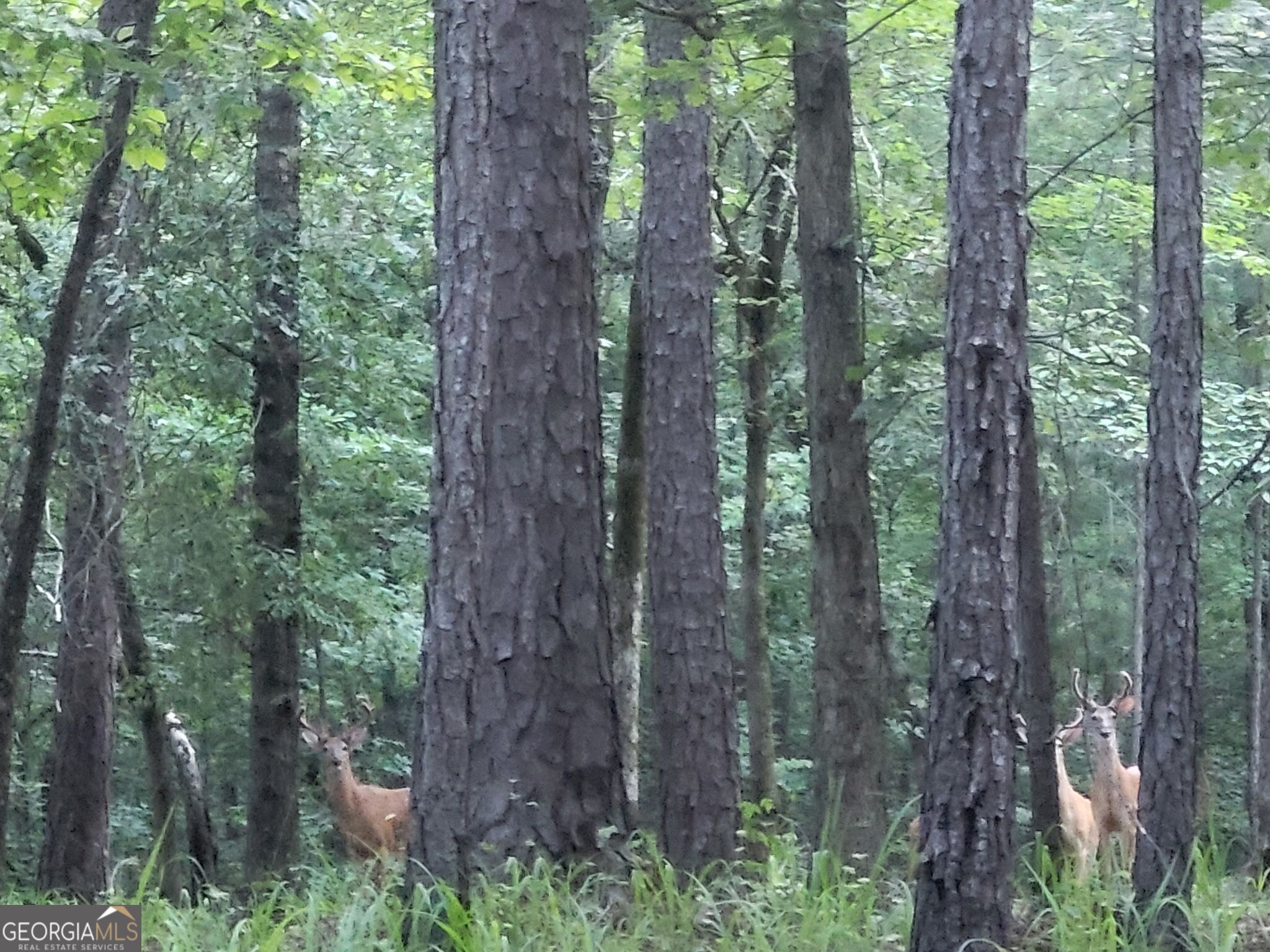 0 Court Ground Washington GA 30673