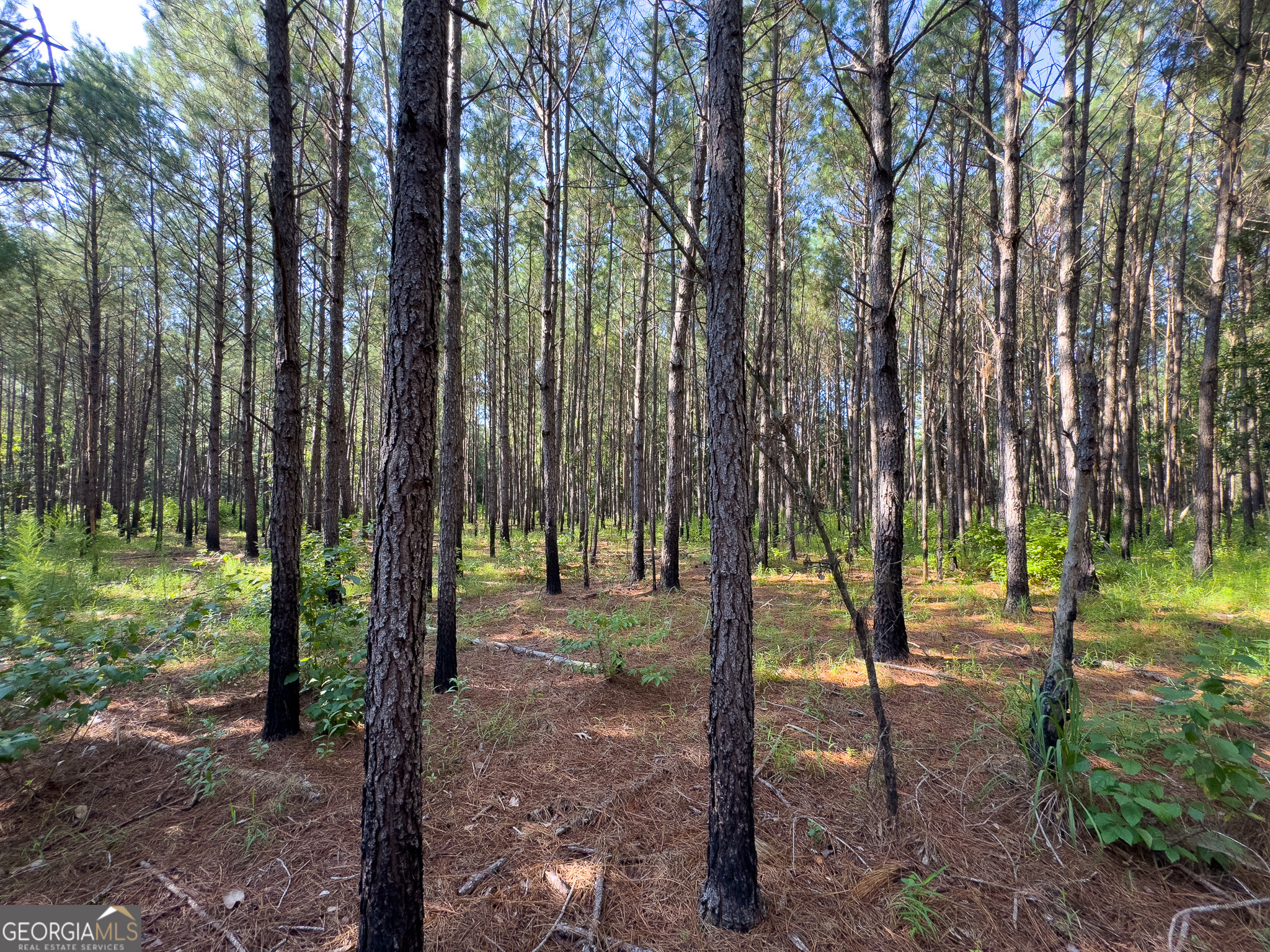 0 Henry Moxley Road Cobbtown GA 30420