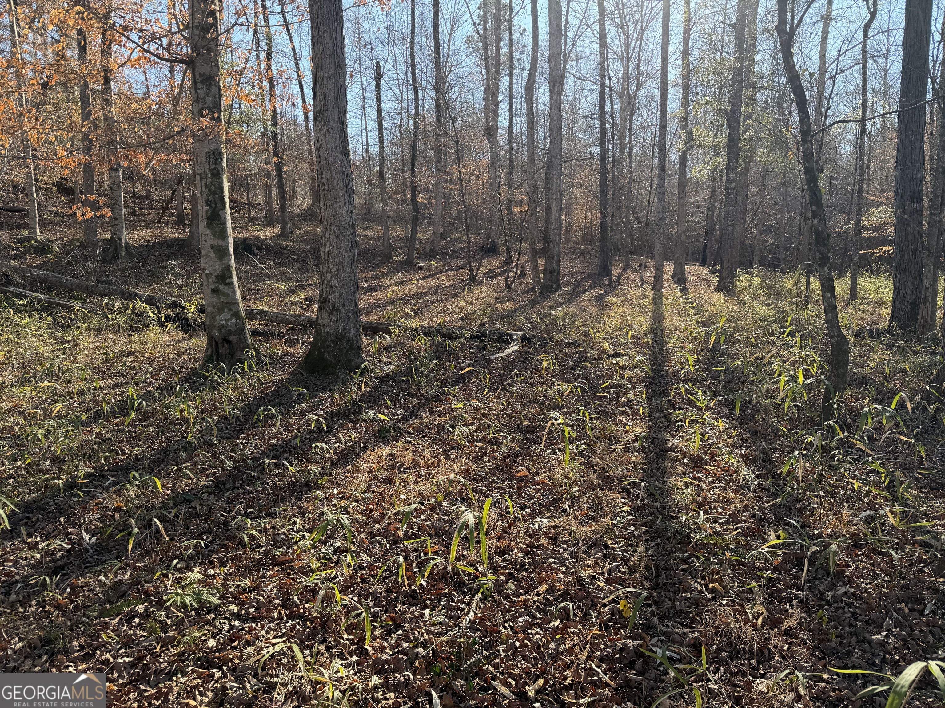 0 Highway 36 Woodland GA 31836