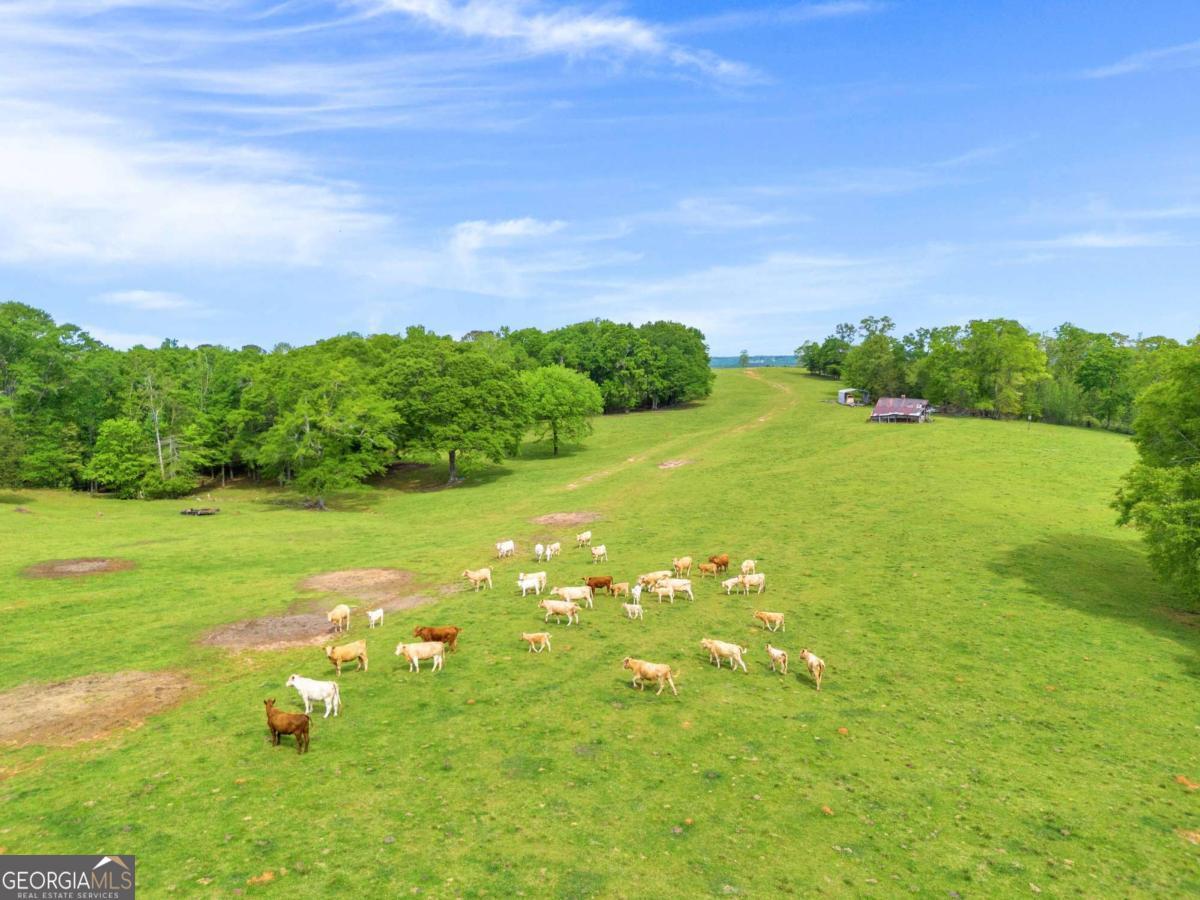 2450 Chestnut Grove Road Shiloh GA 31826