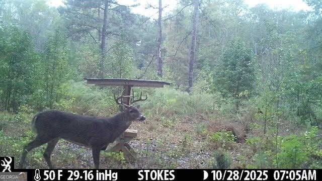 2450 Chestnut Grove Road Shiloh GA 31826