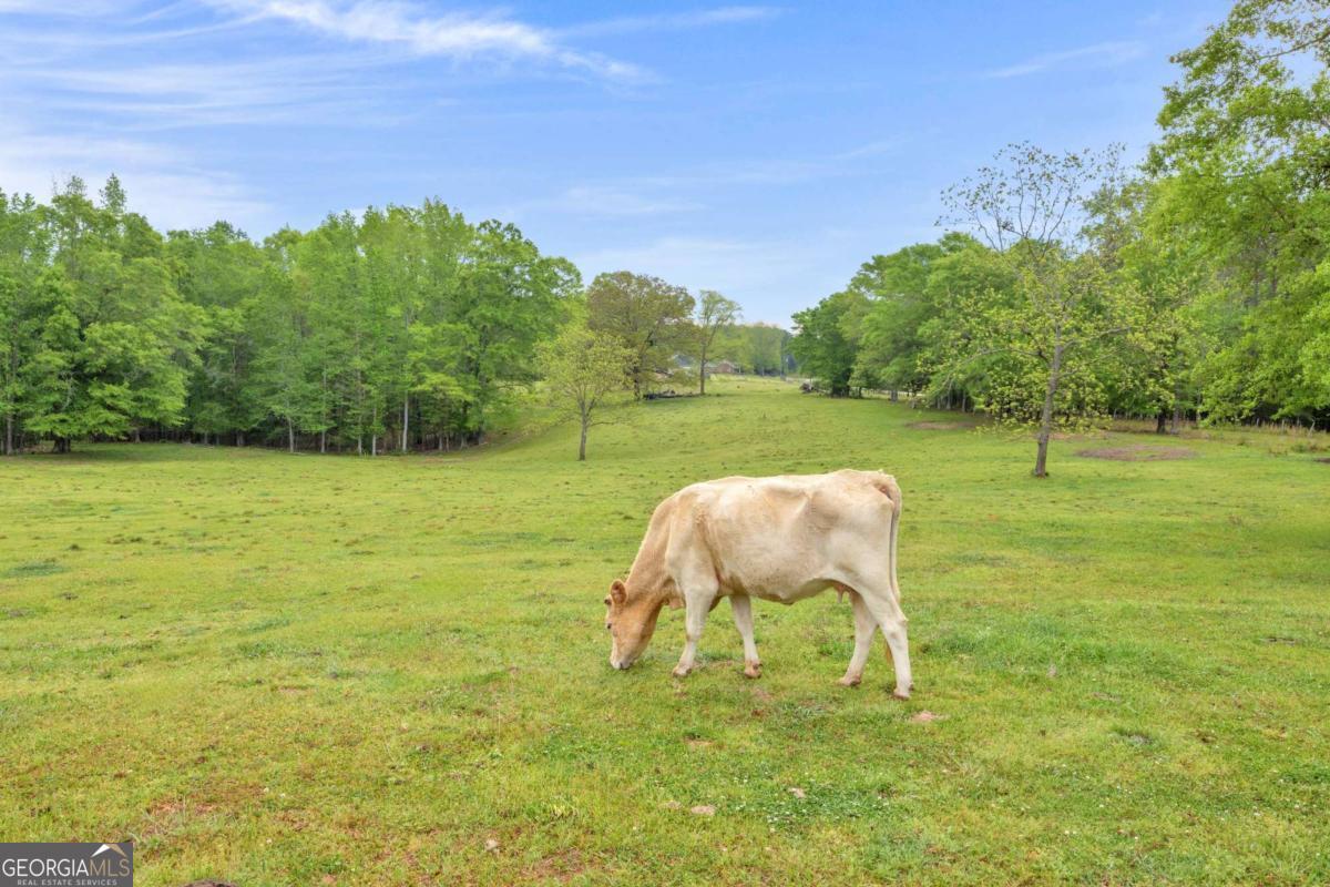 2450 Chestnut Grove Road Shiloh GA 31826